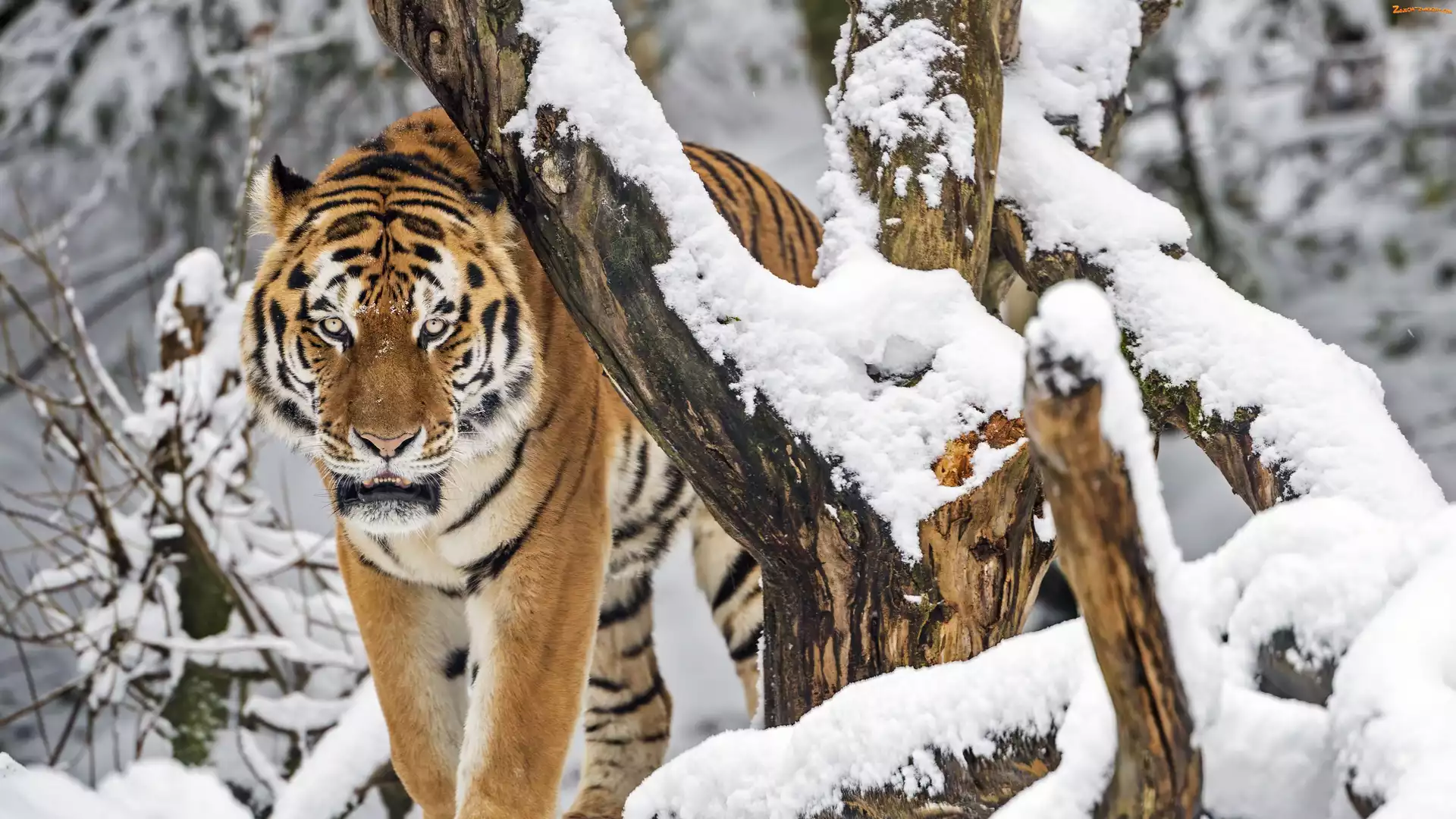 Drzewo, Tygrys, Śnieg