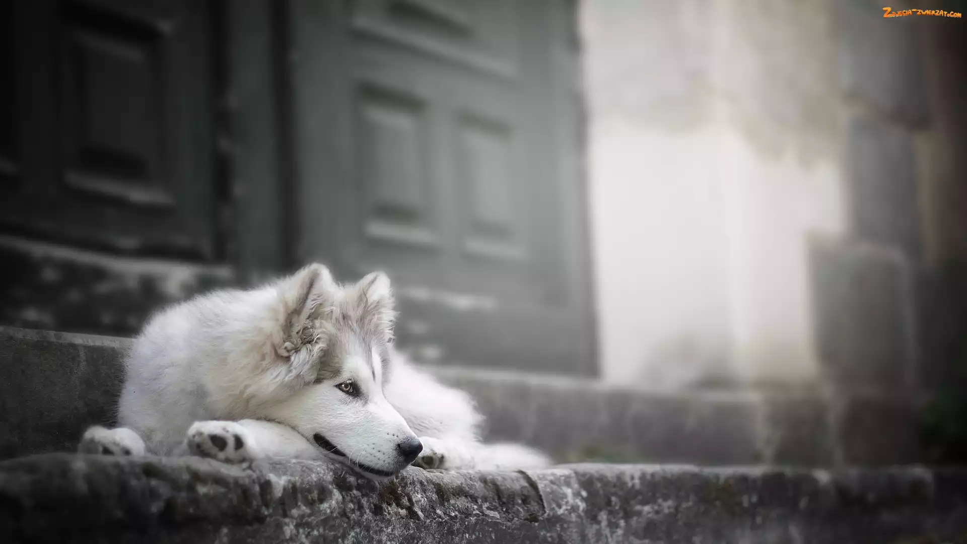 Drzwi, Schody, Siberian husky, Pies, Mordka