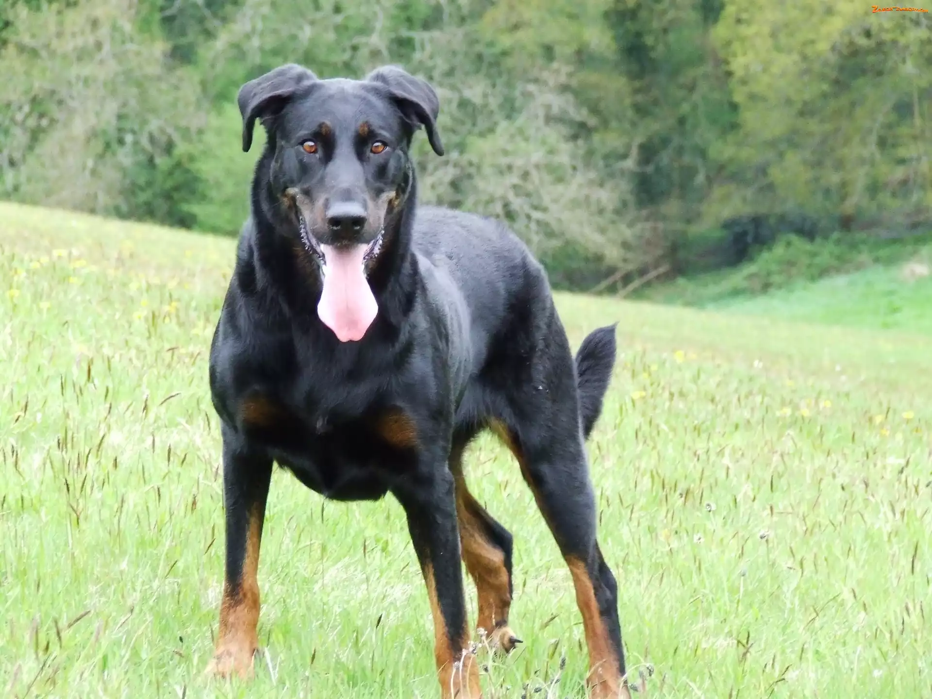Beauceron, Duży, piękny