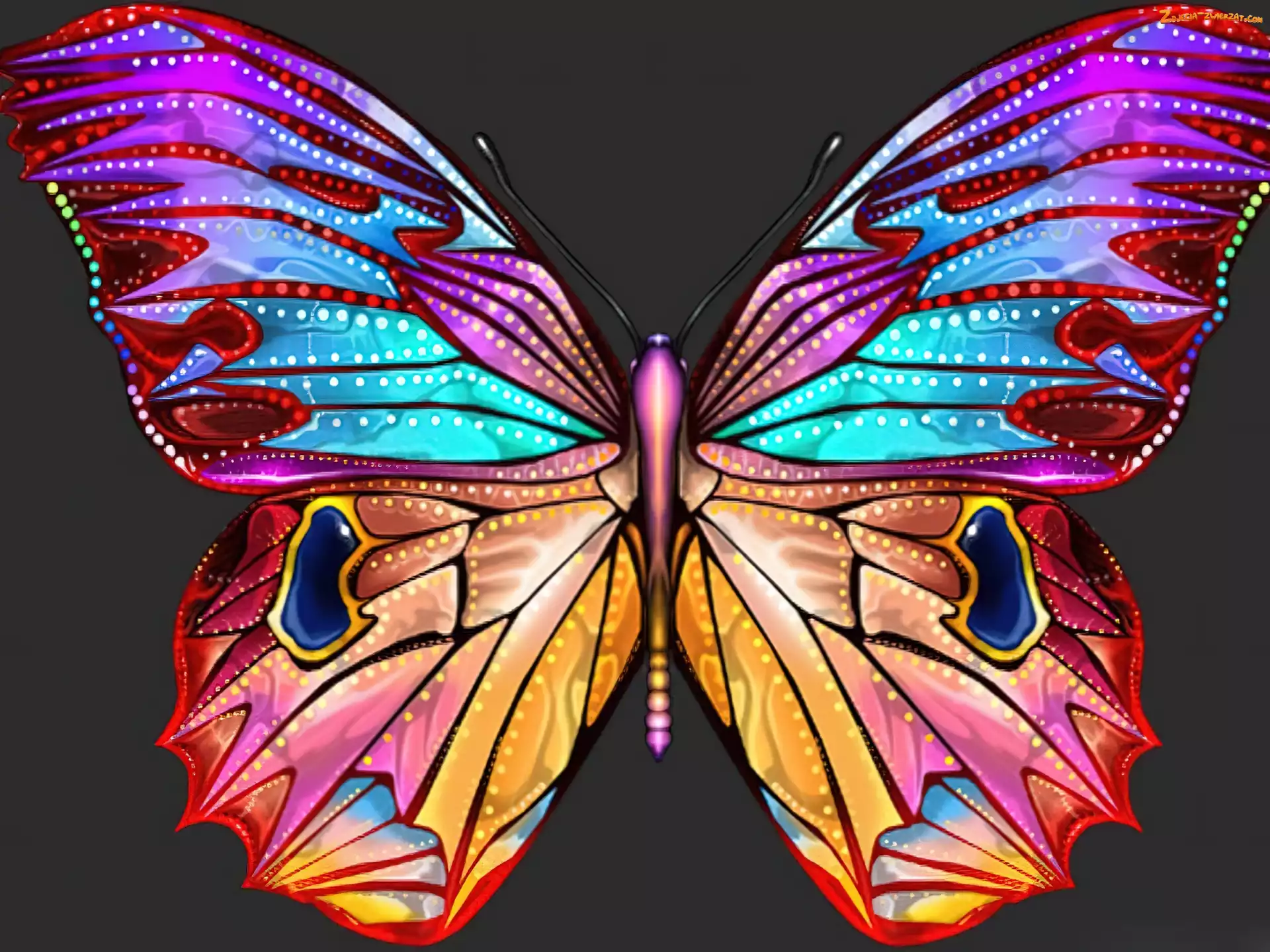 Motyl, Duży, Kolorowy