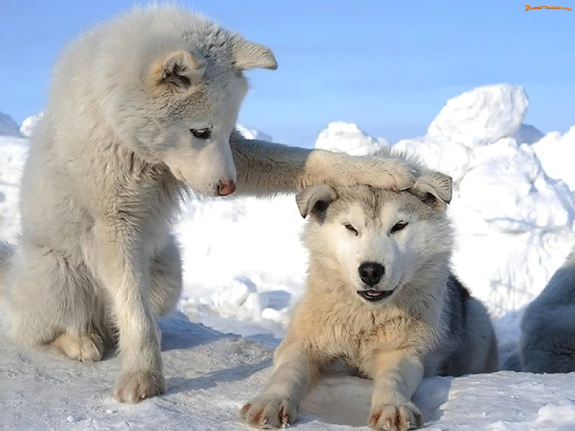 Alaskan, Dwa, Psy