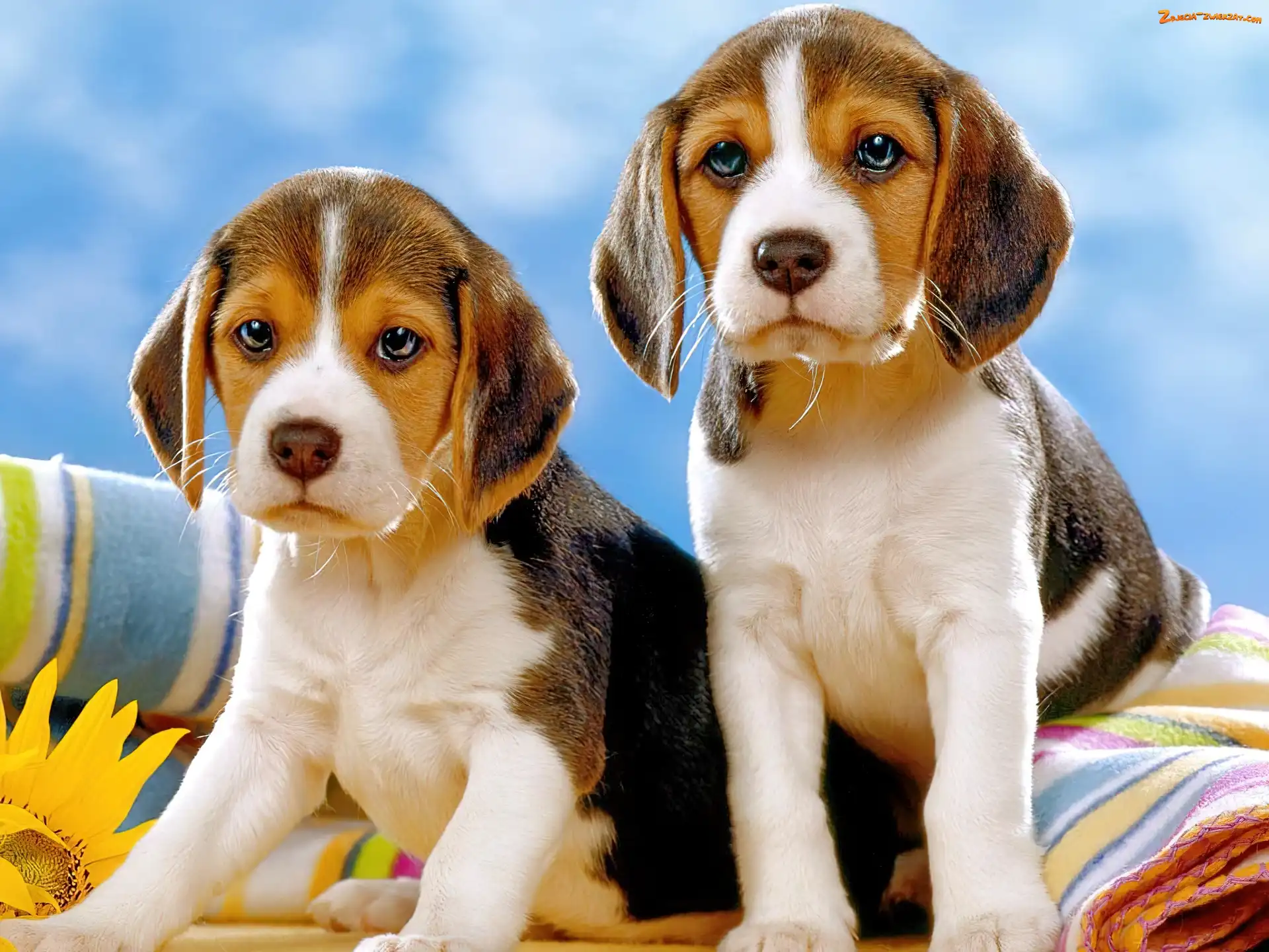 Beagle, Dwa, Szczeniaczki