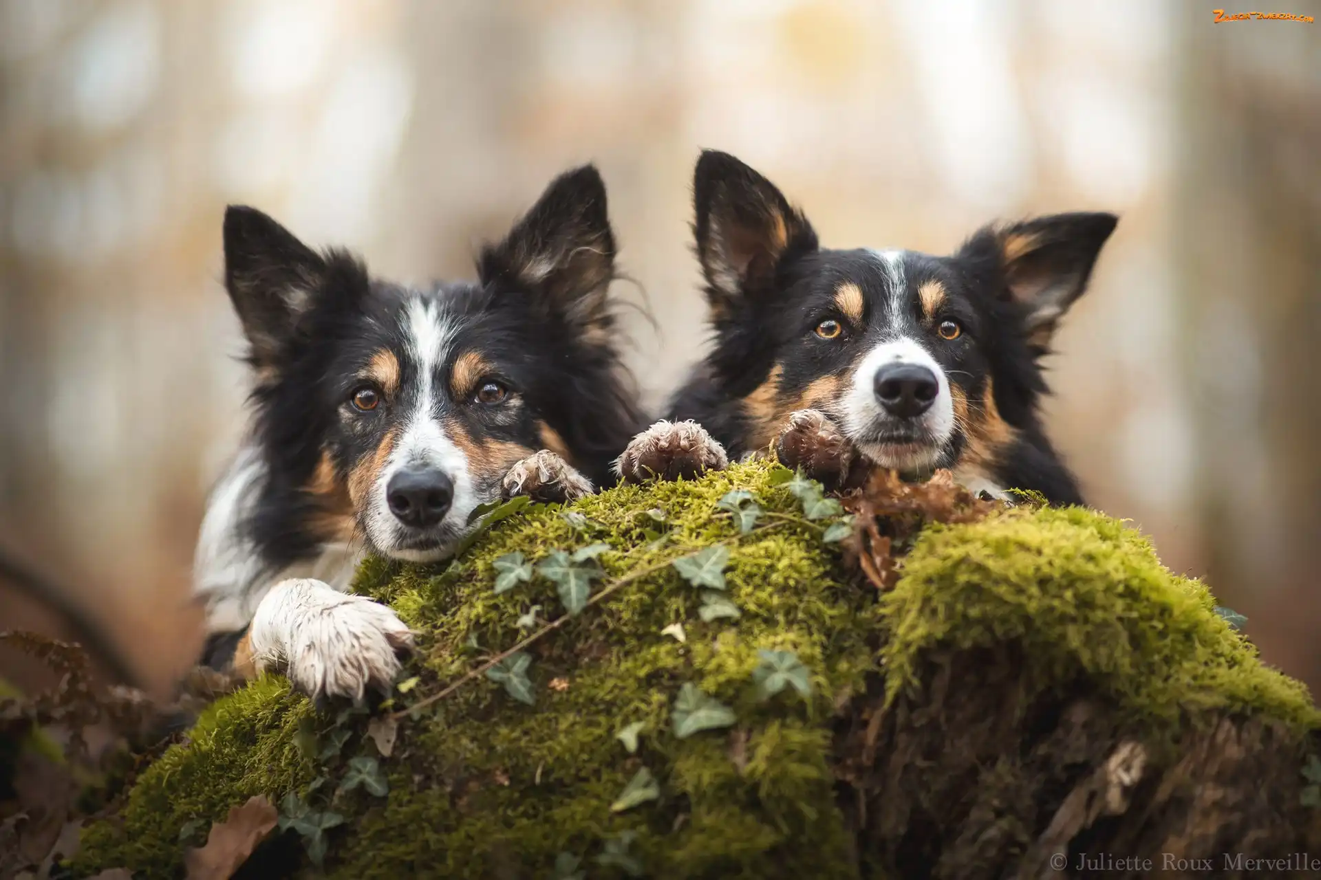 Border collie, Psy, Dwa