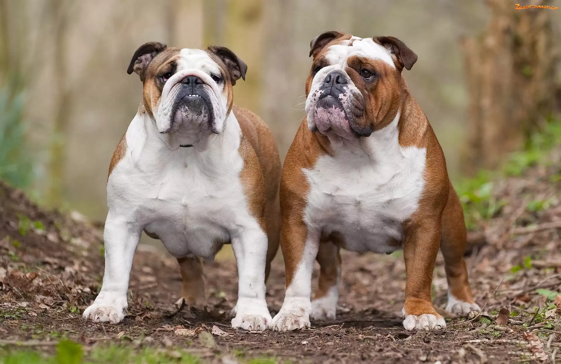 Buldogi, Dwa, Dorosłe