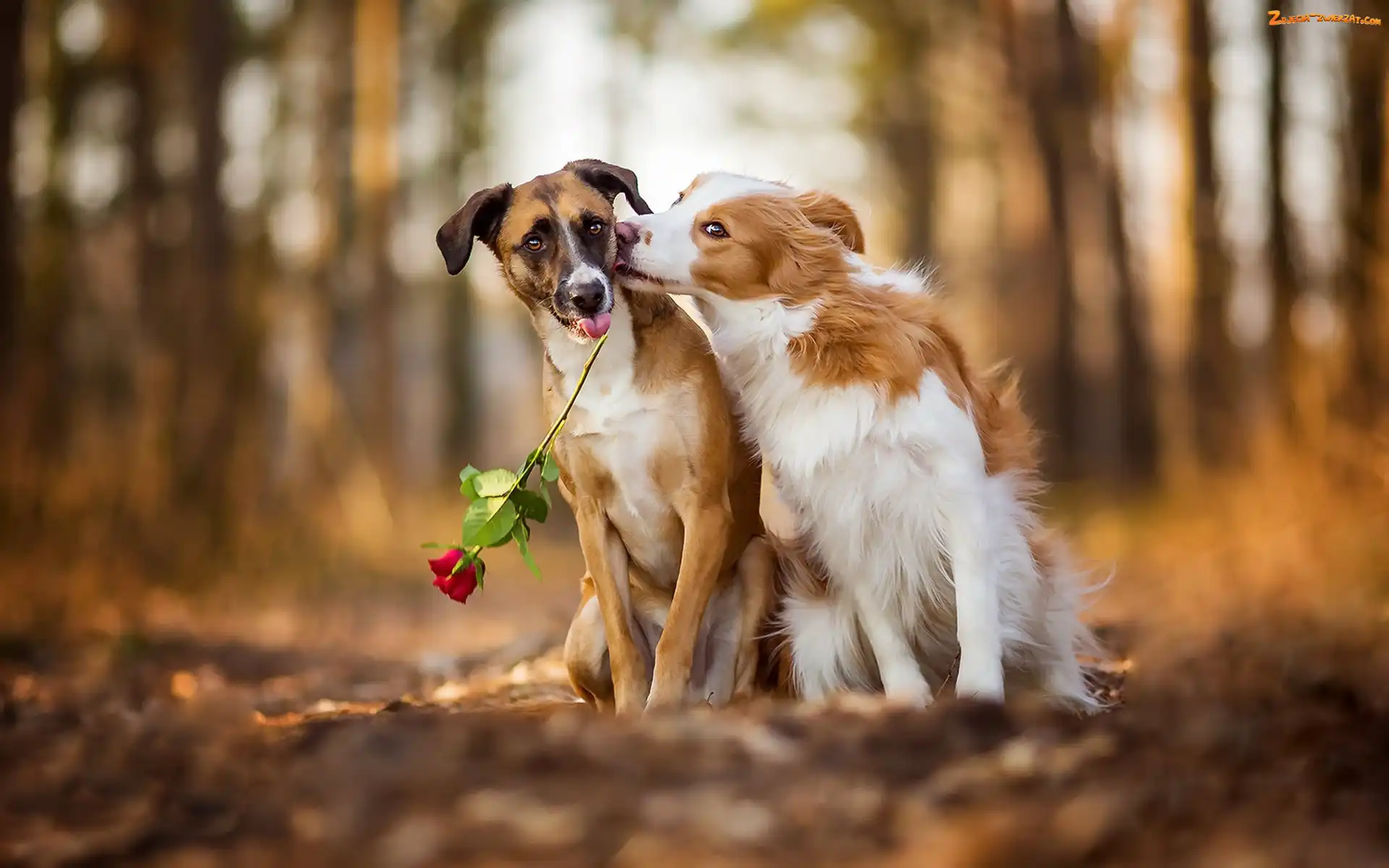 Nierasowy, Dwa, Rozmyte tło, Róża, Psy, Border collie