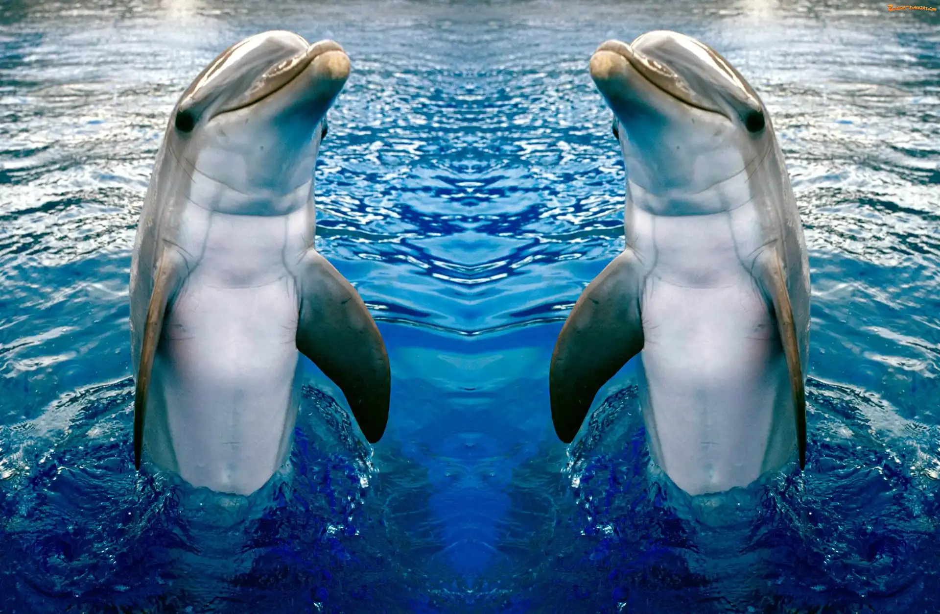 Dwa, Delfinki