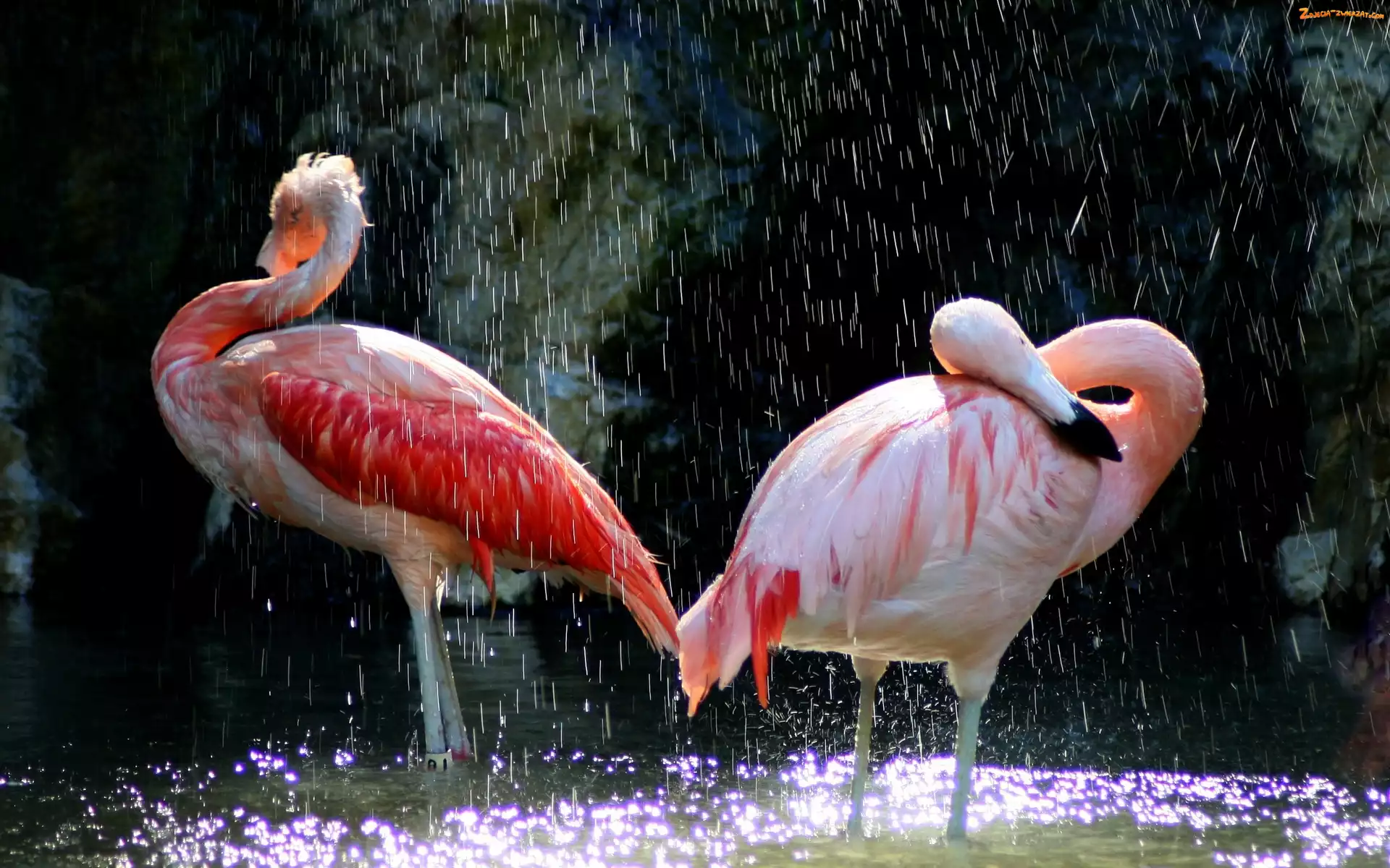 Deszcz, Dwa, Flamingi