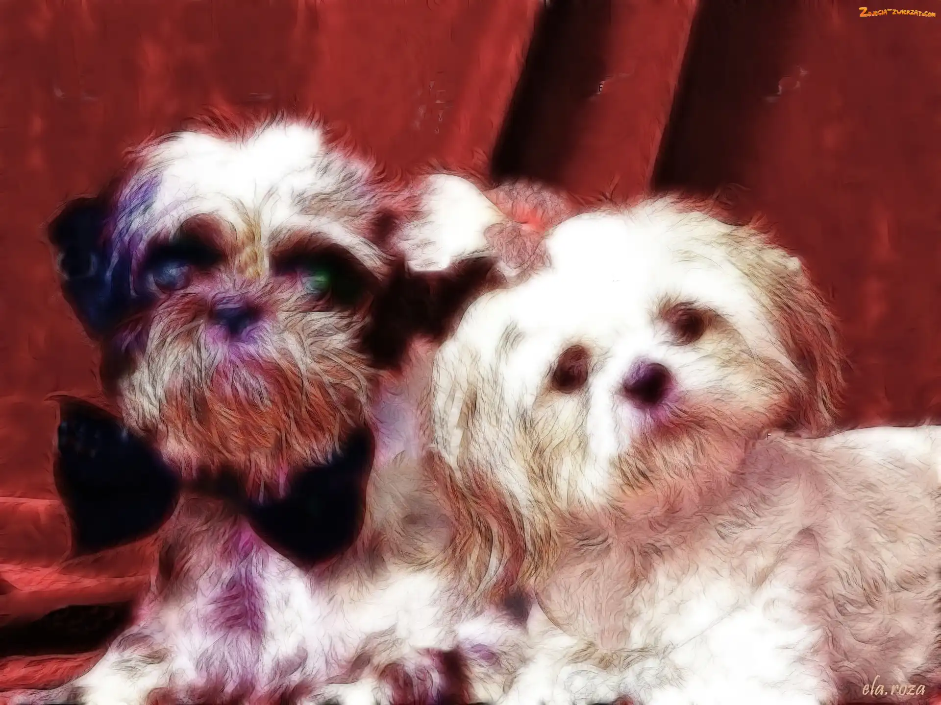 Fractalius, Dwa, Psy