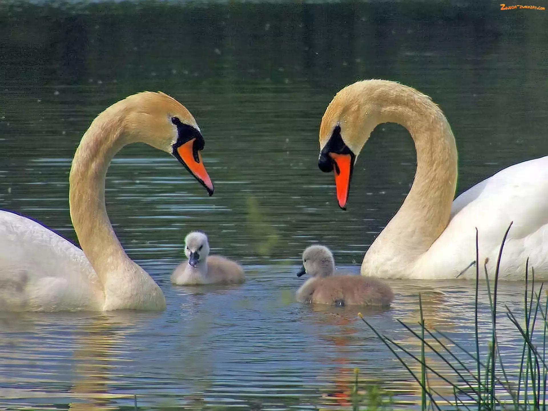Łabędzie, Jezioro, Dwa, Małe