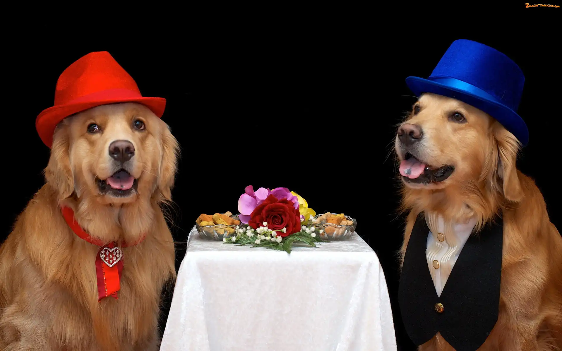 Psy, Kapelusze, Dwa, Golden retriever