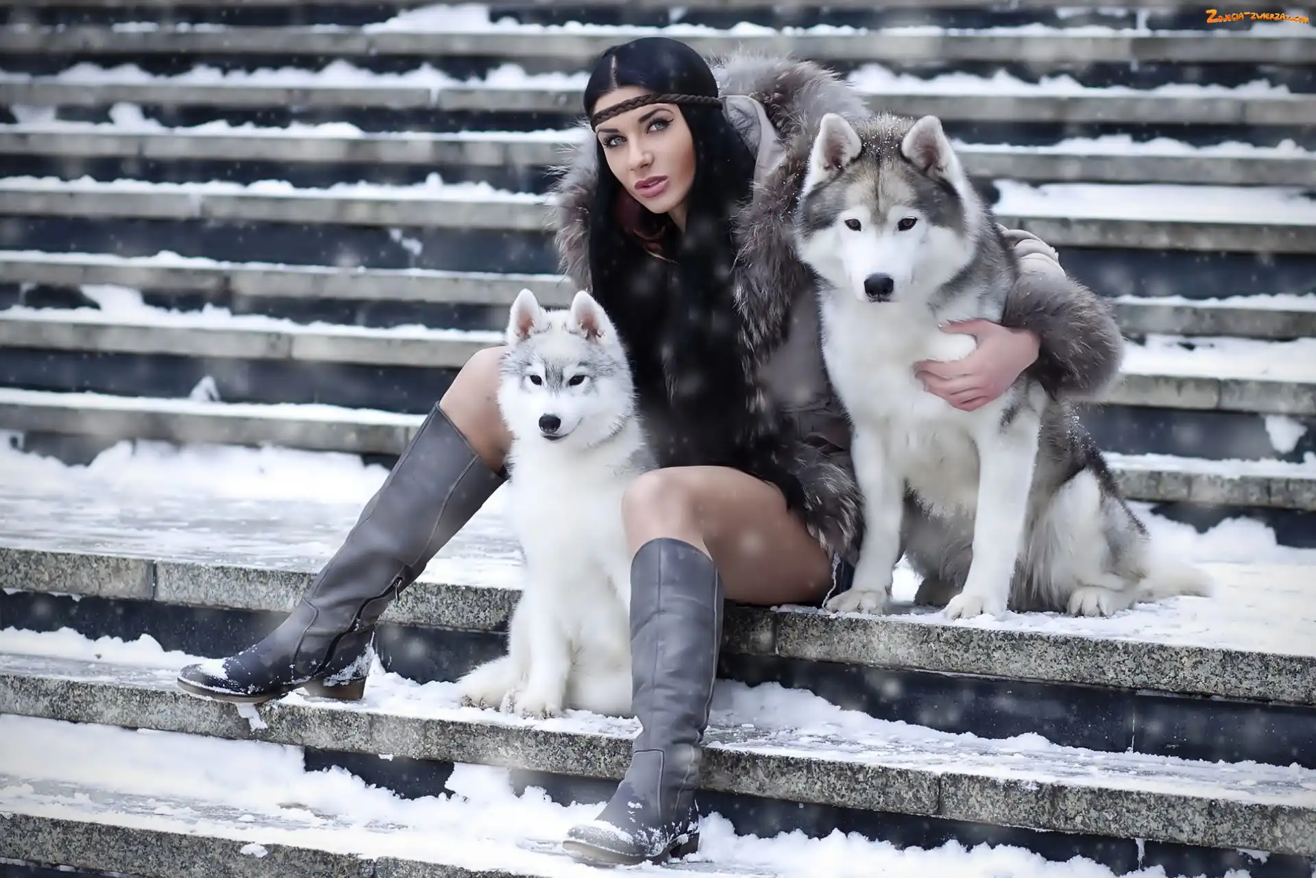 Dwa, Siberian Husky, Kobieta, Pieski