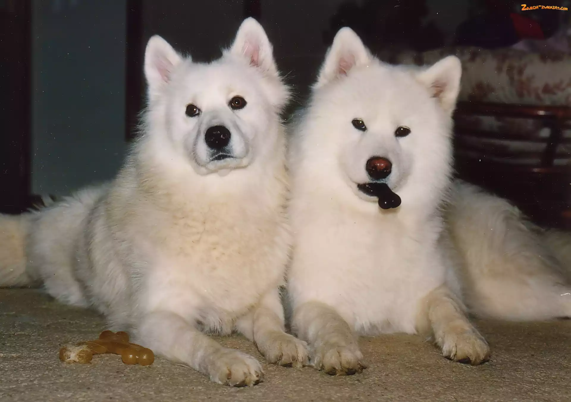 kostki, dwa, Samojedy