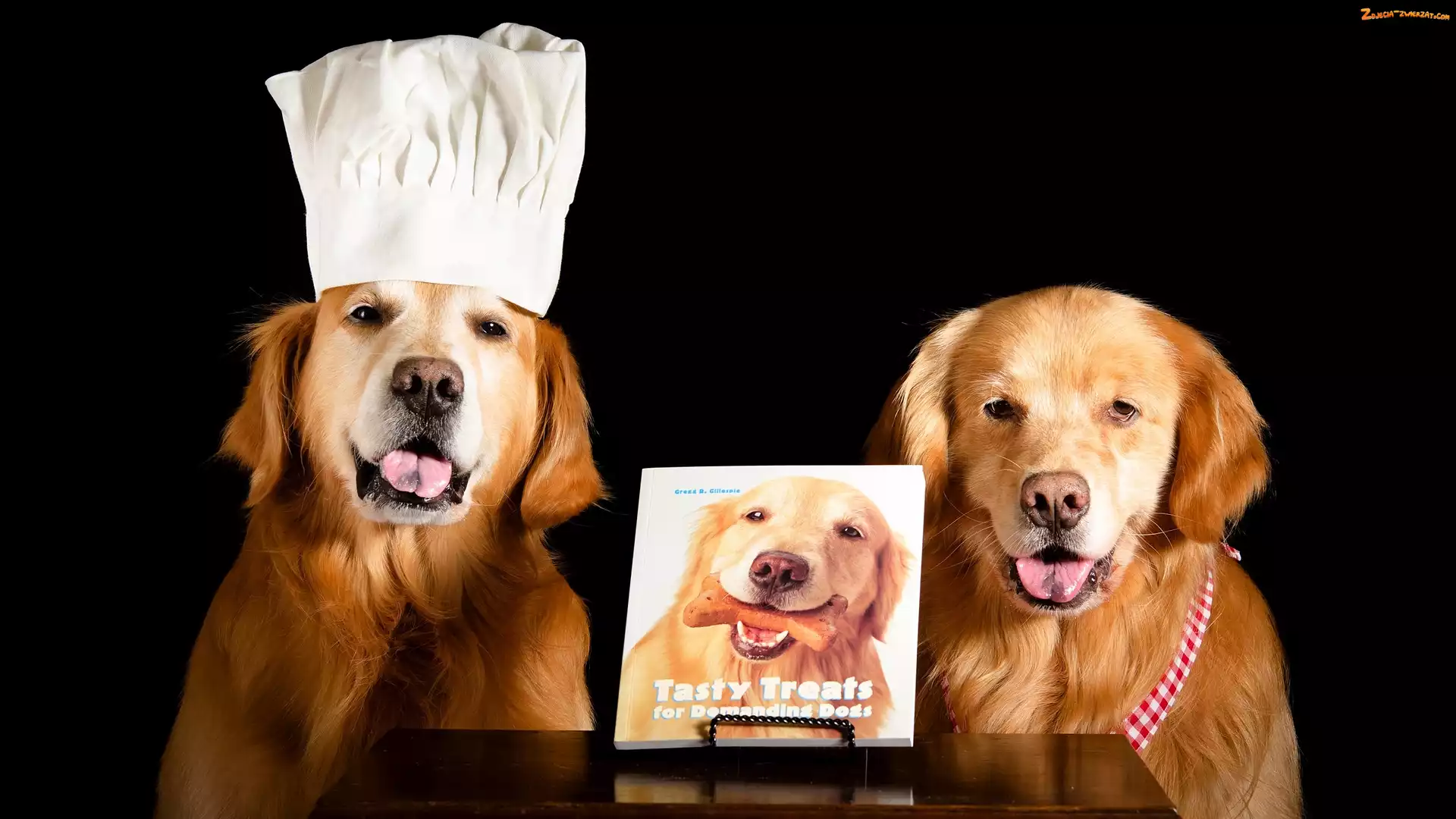 Czapka, Dwa, Ciemne tło, Stolik, Golden retrievery, Książka