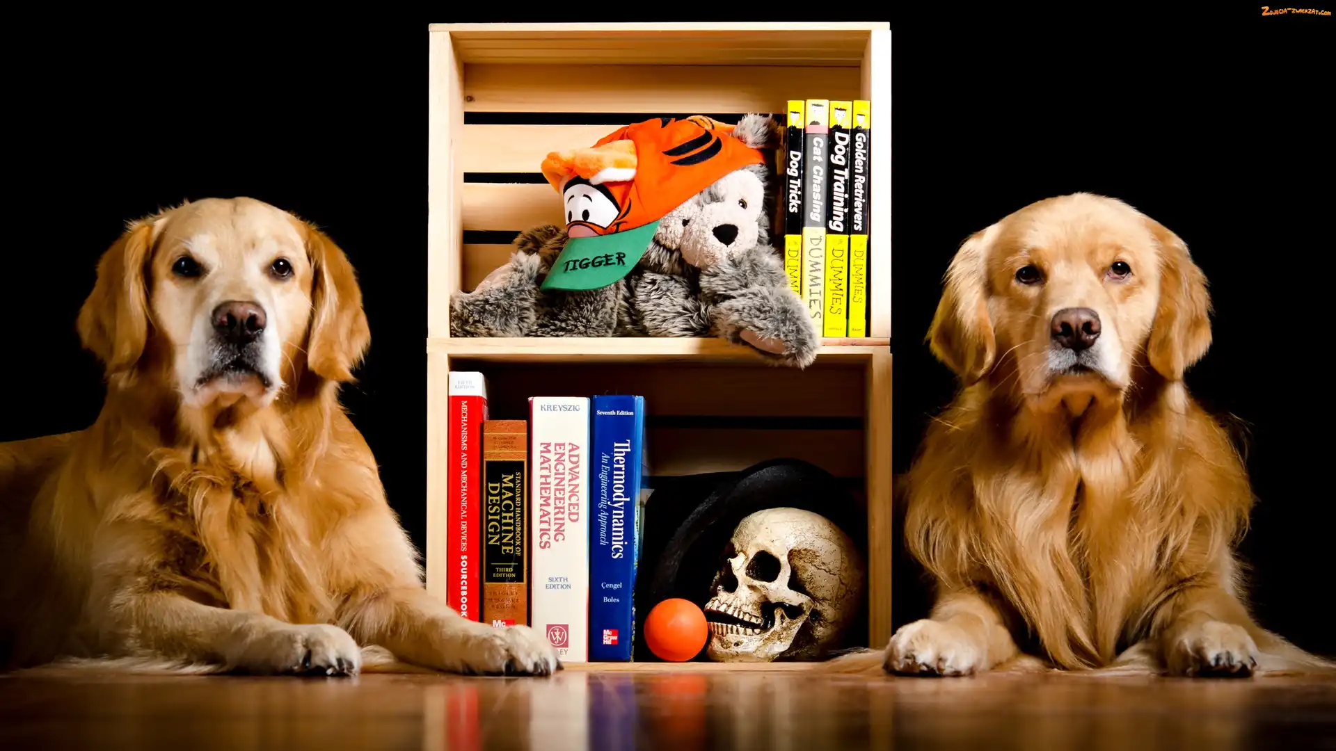 Psy, Książki, Dwa, Golden retrievery