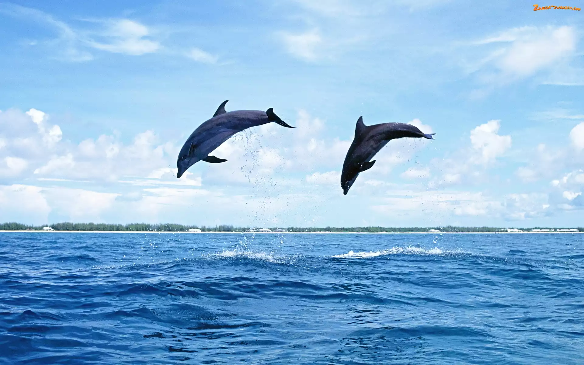 Morze, Dwa, Delfiny