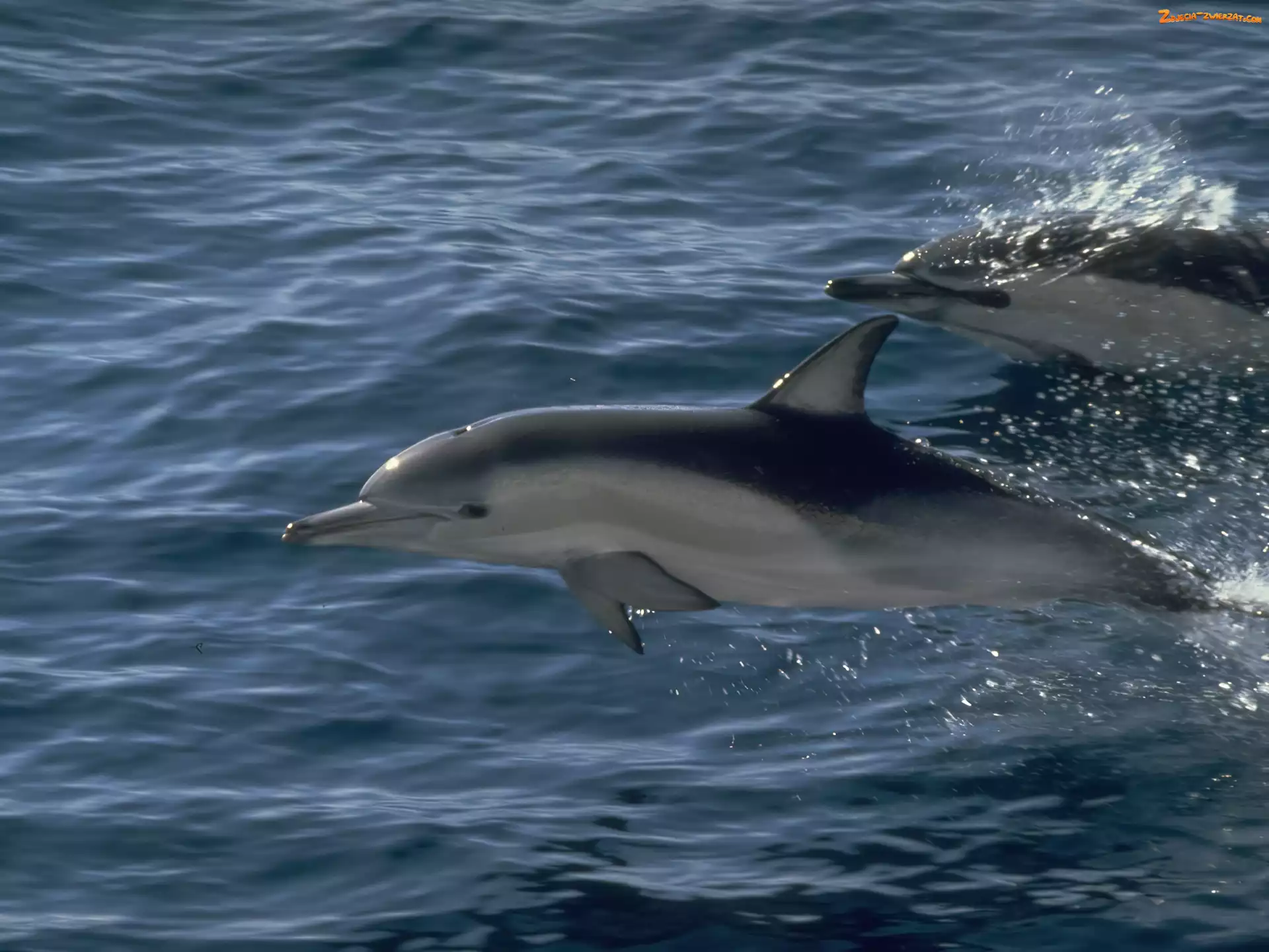 Ocean, Dwa, Delfiny