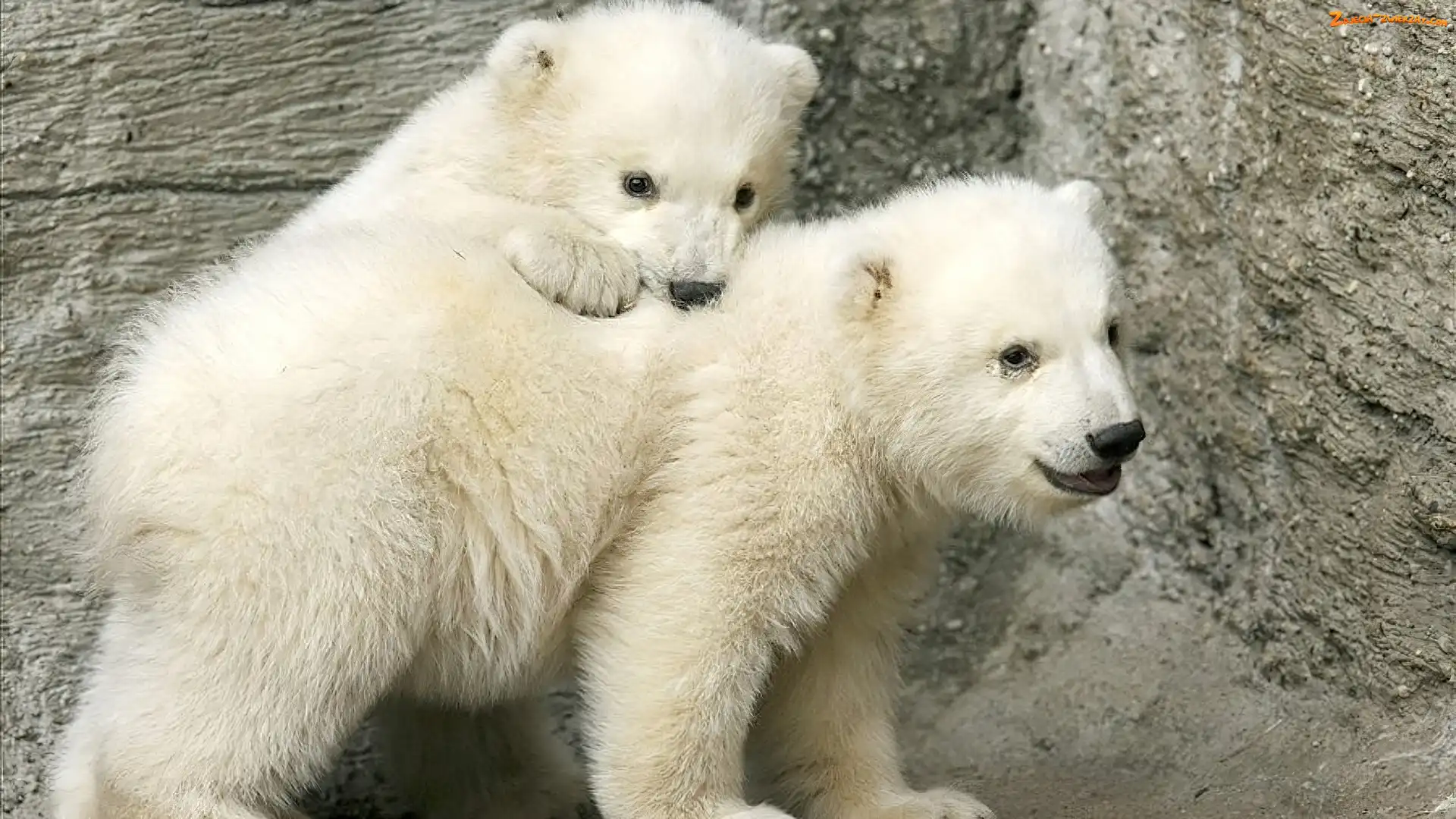 Polarne, Dwa, Misie