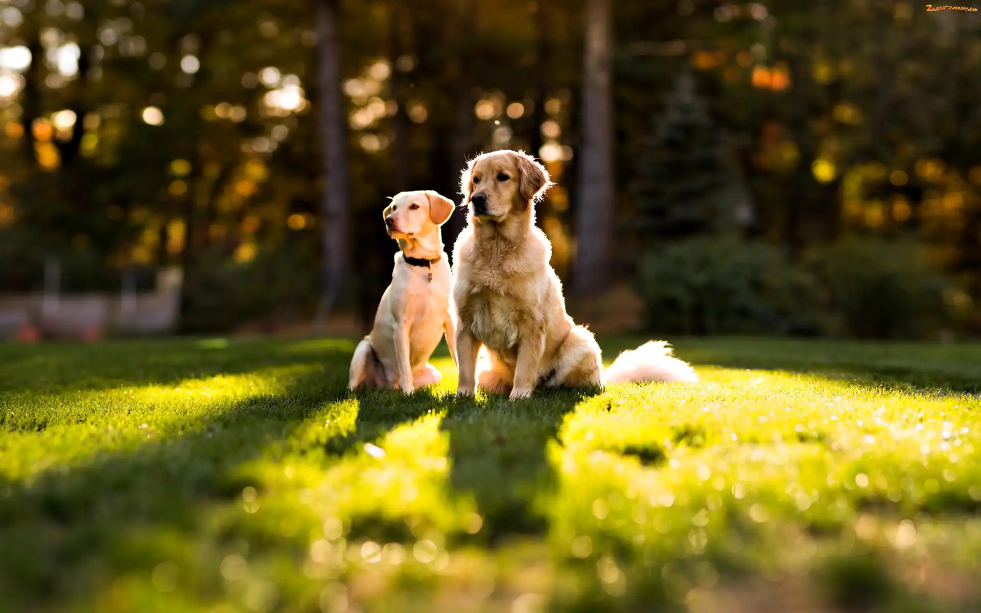 Psy, Golden retriever, Dwa, Labrador retriever