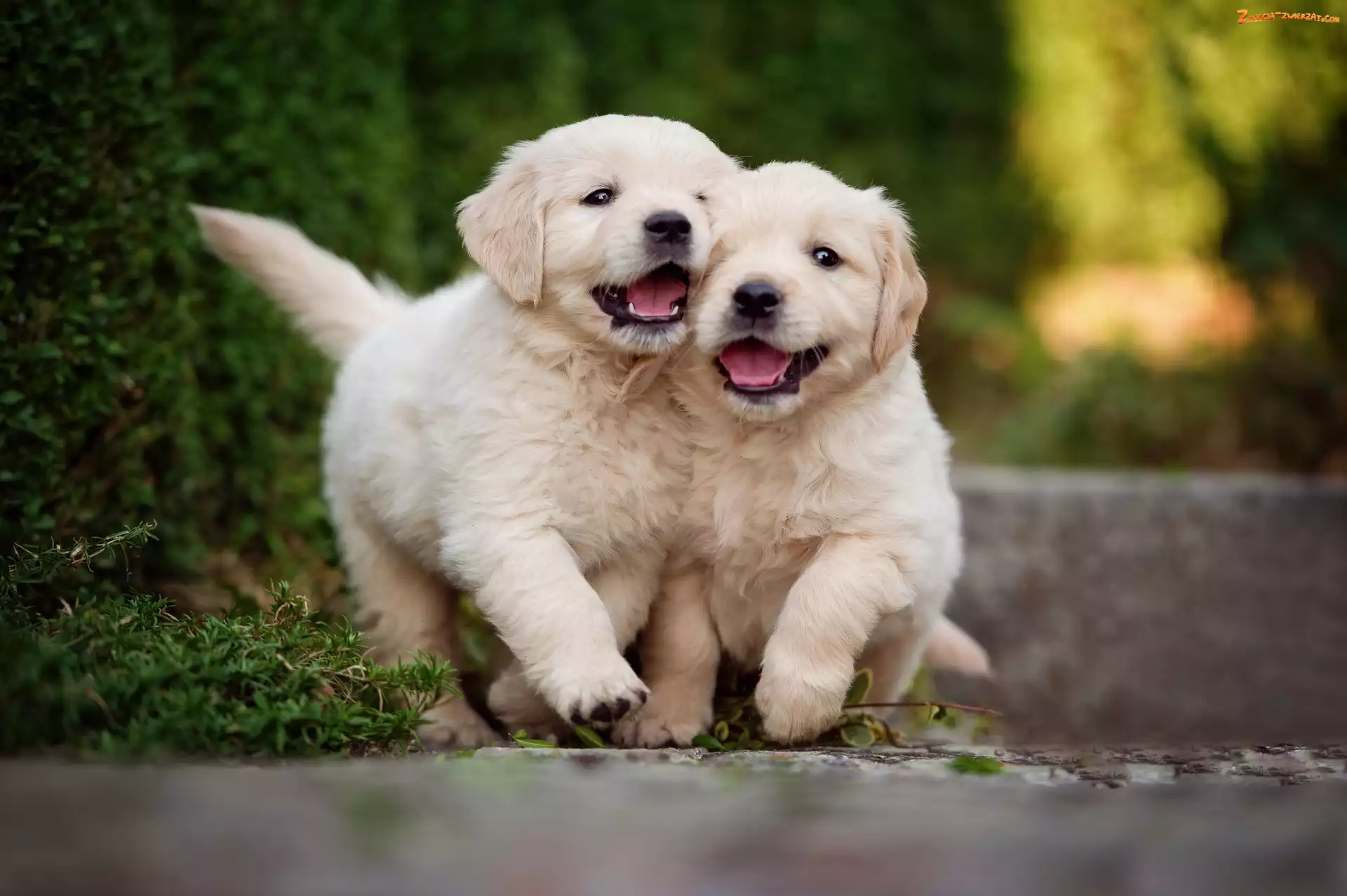 Dwa, Golden Retrievery, Szczeniaki, Psy