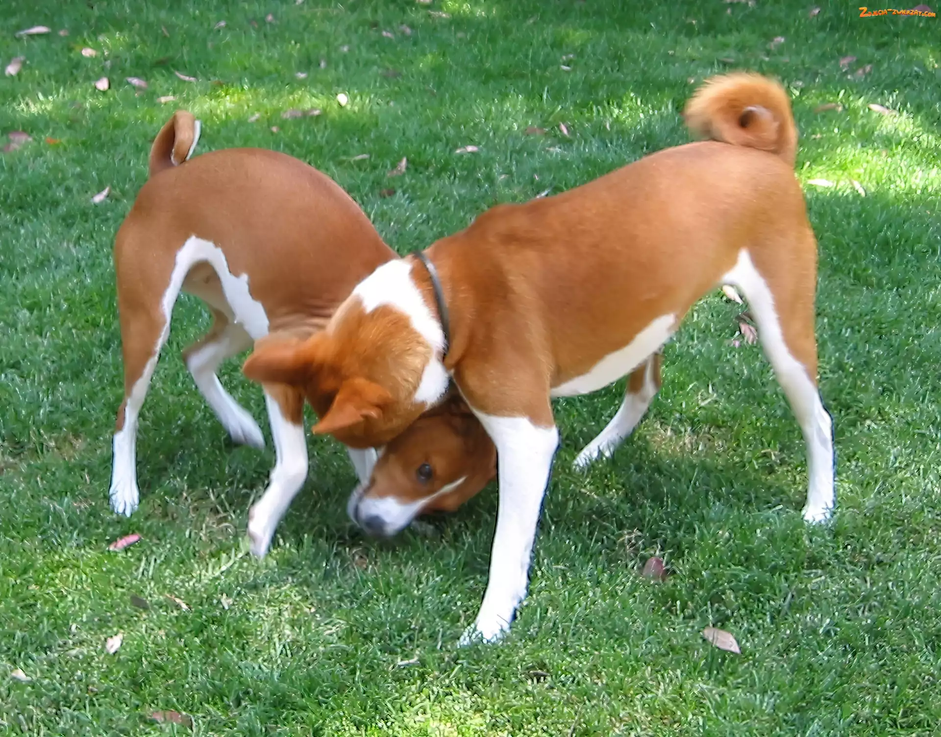 trawa, dwa, Basenji