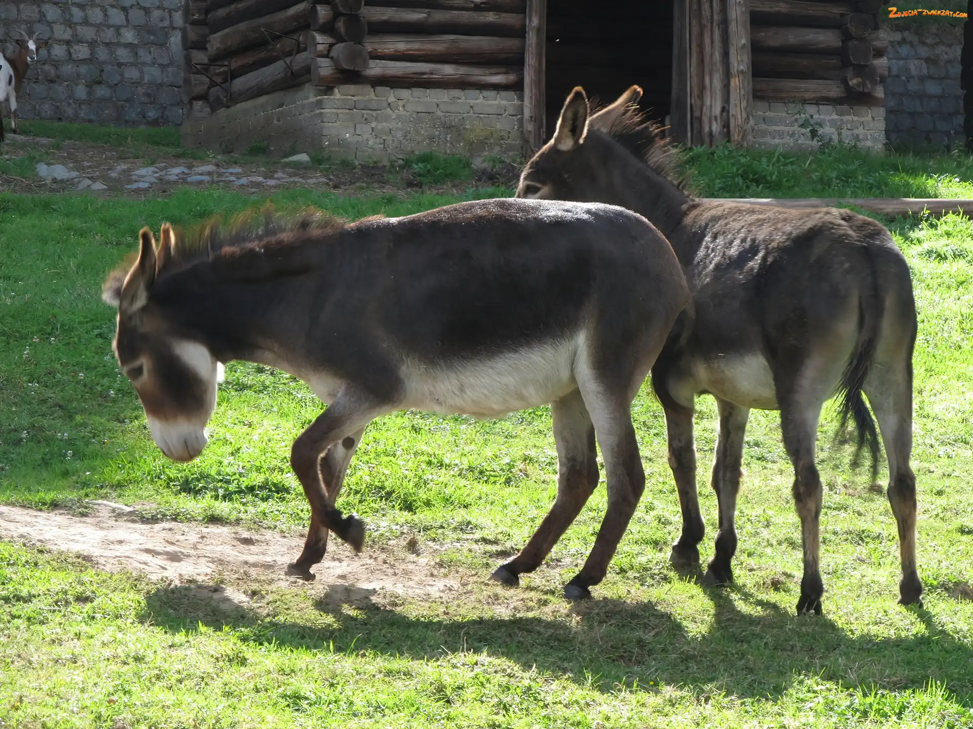 Trawa, Dwa, Osły