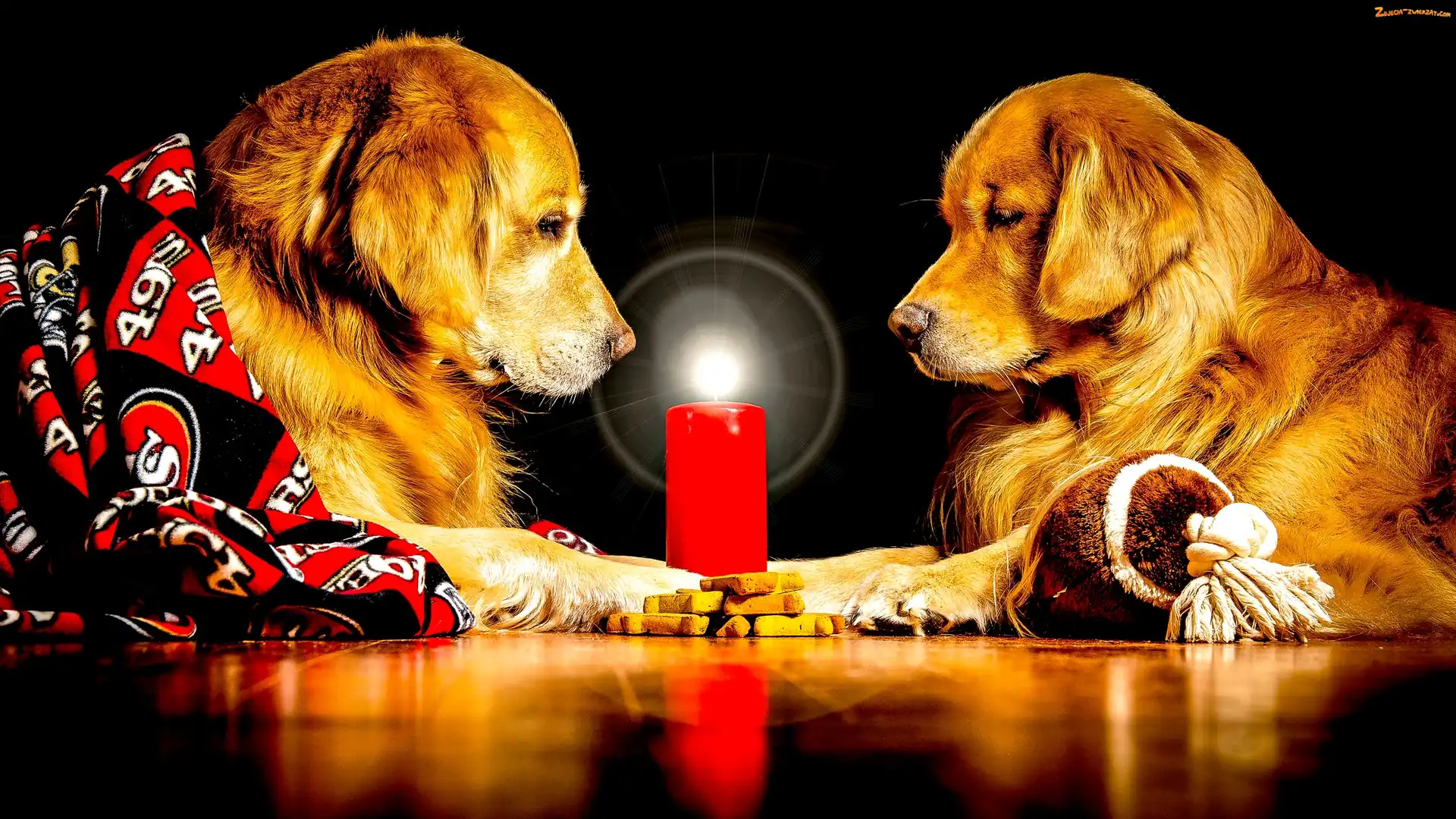 Psy, Świeca, Dwa, Golden retrievery