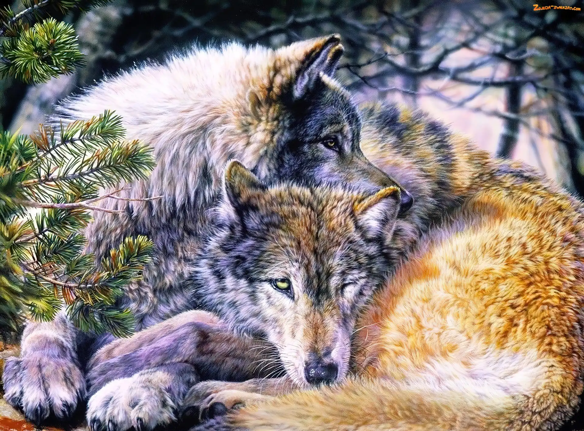 Dwa, Wilki