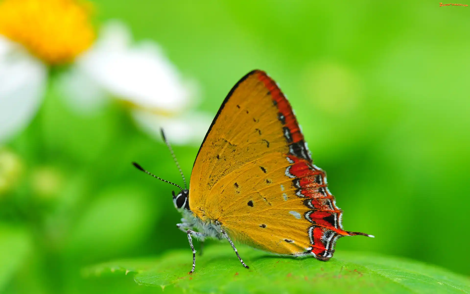 Liść, Dwukolorowy, Motyl