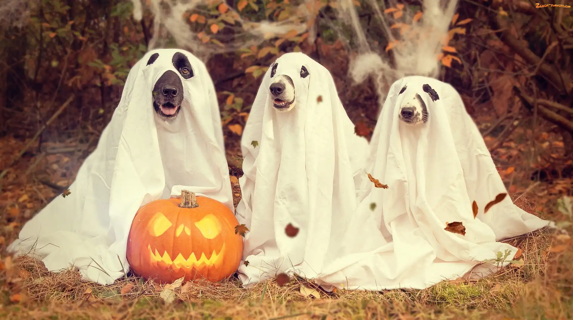 Dynia, Trzy, Jesień, Liście, Psy, Halloween