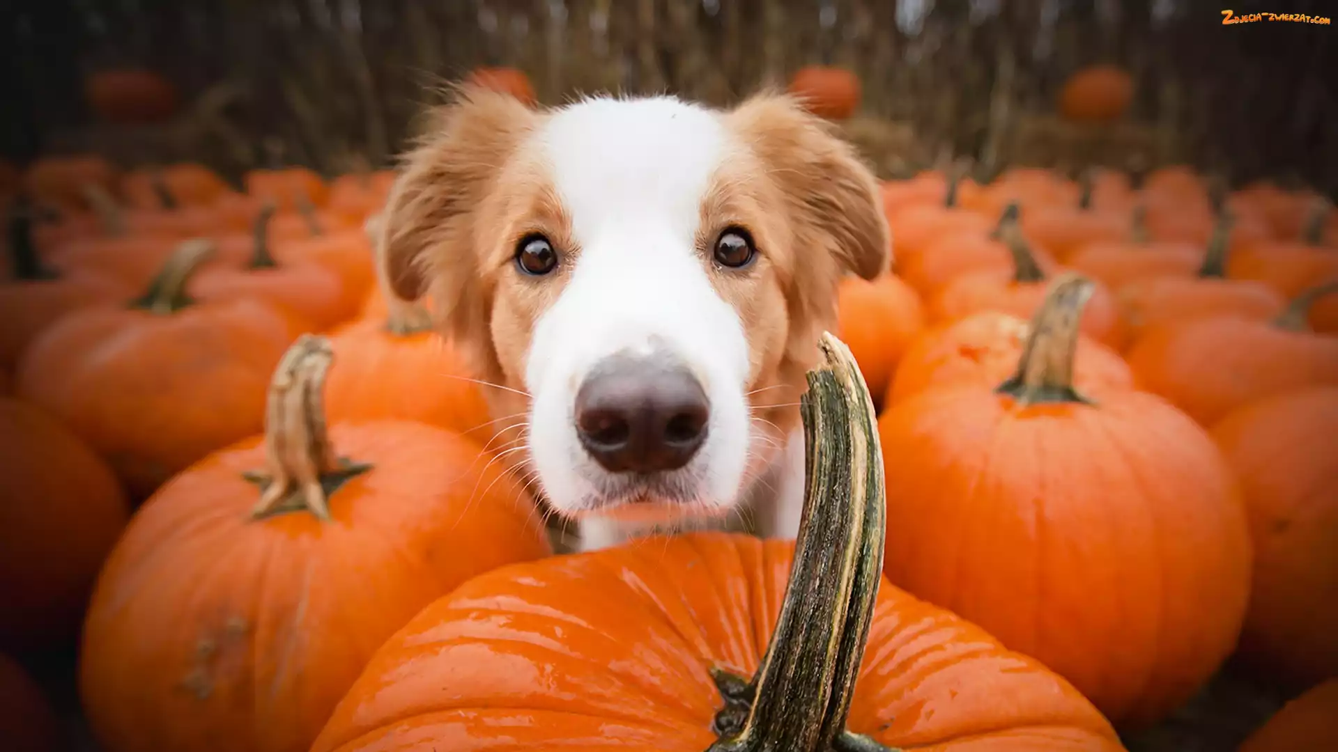 Dynie, Pies, Border collie