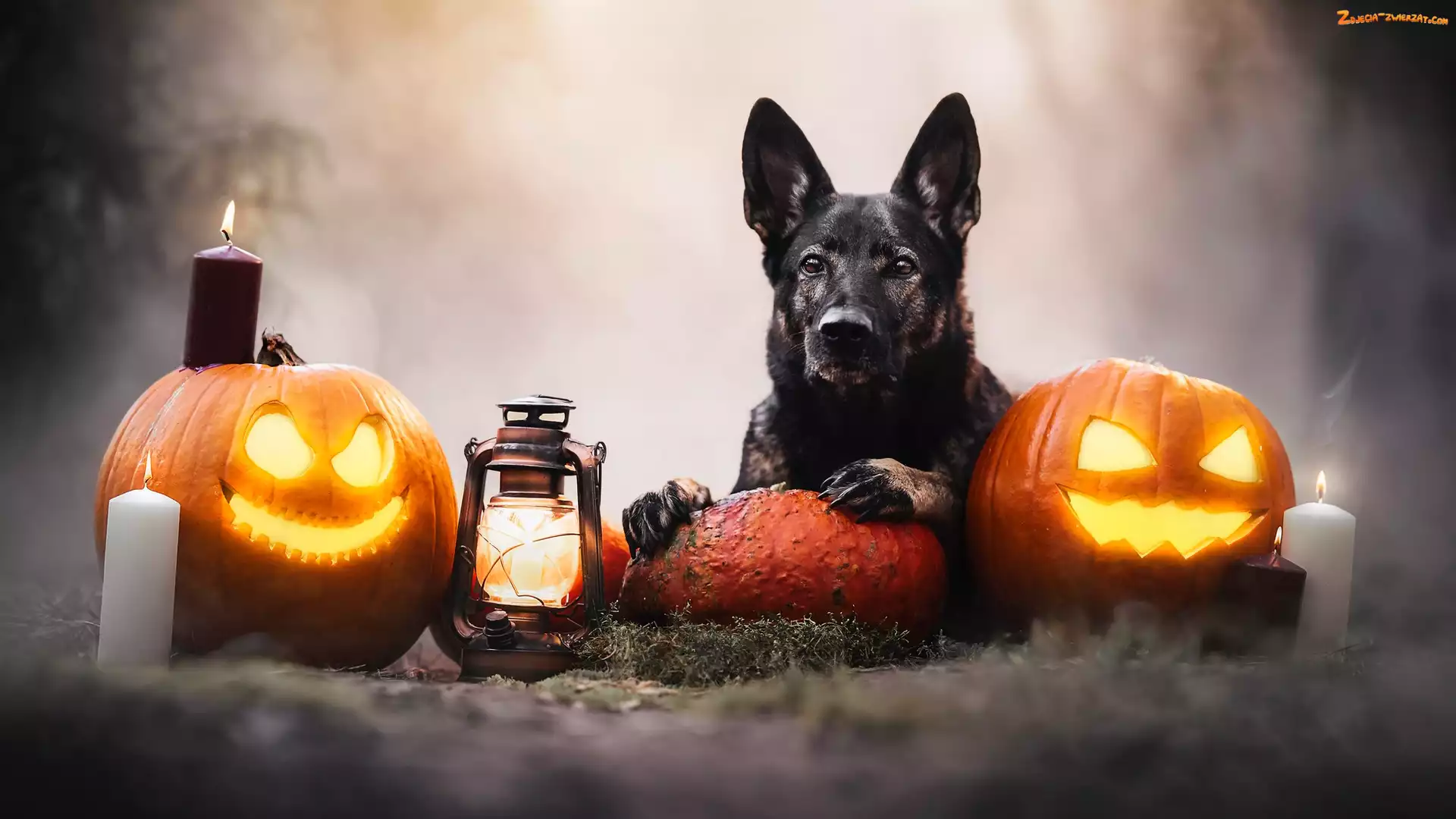 Halloween, Latarnia, Pies, Dynie, Świeca, Dym