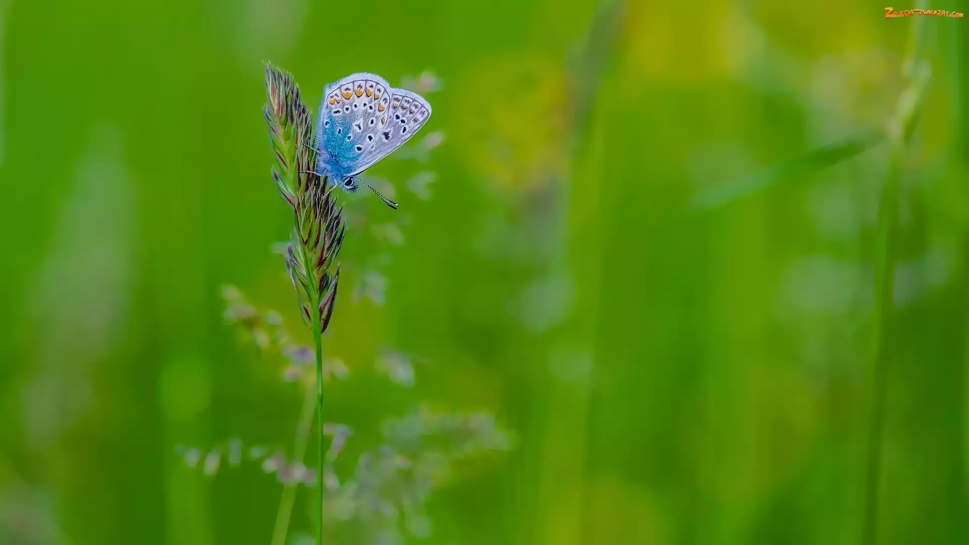 Źdźbło, Motyl, Tło, Zielone, Modraszek ikar, Trawa
