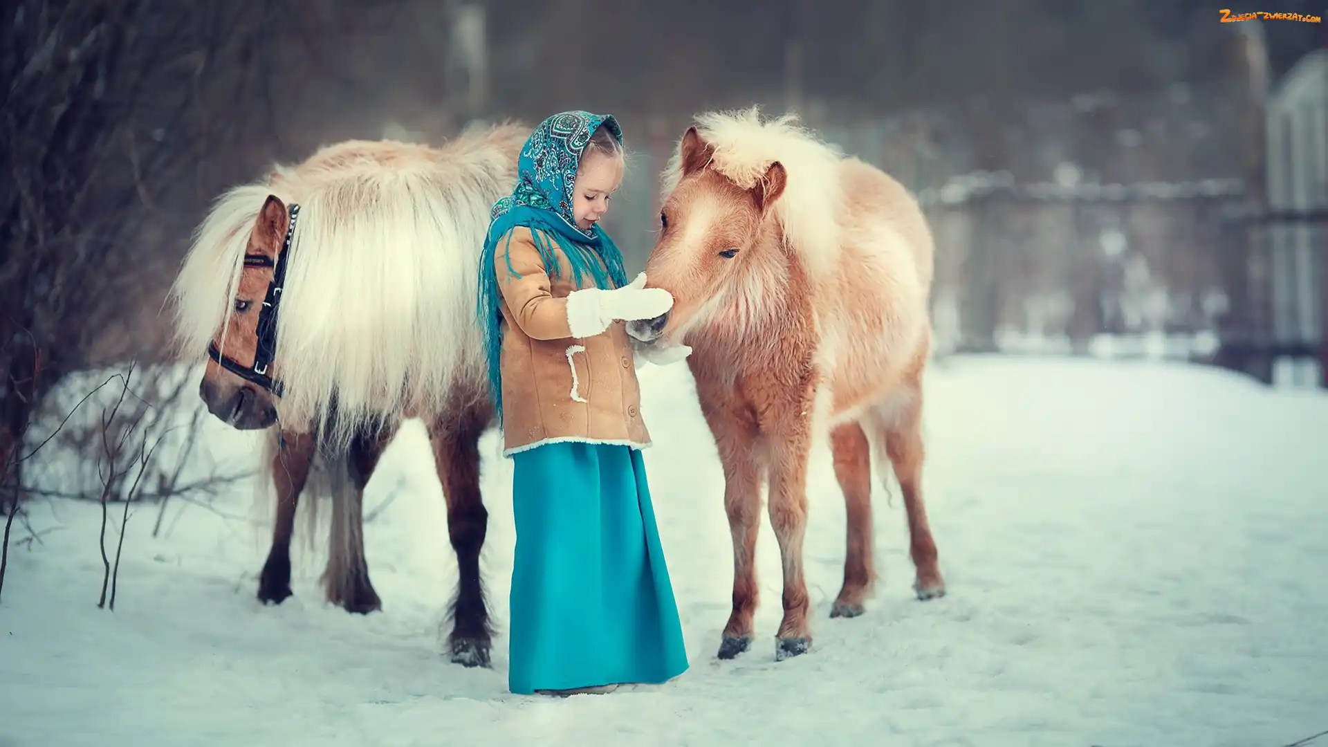 Śnieg, Kucyki, Dziewczynka, Dziecko, Dwa