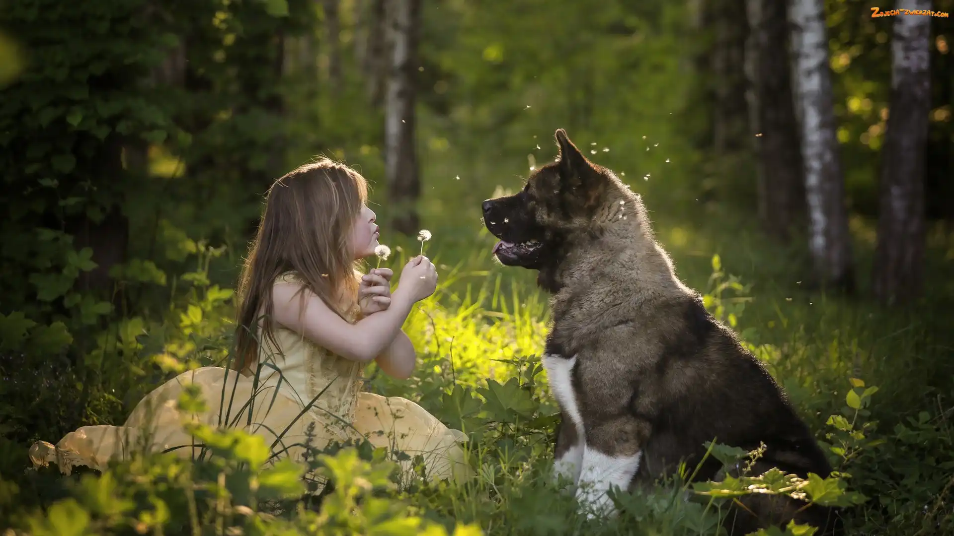 Dziewczynka, Akita amerykańska, Las, Pies