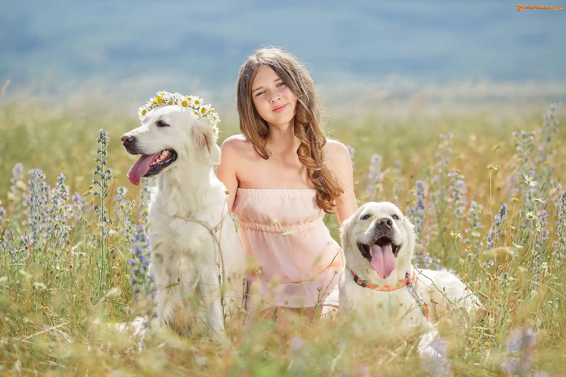 Dziewczynka, Wianek, Golden Retriever, Łąka
