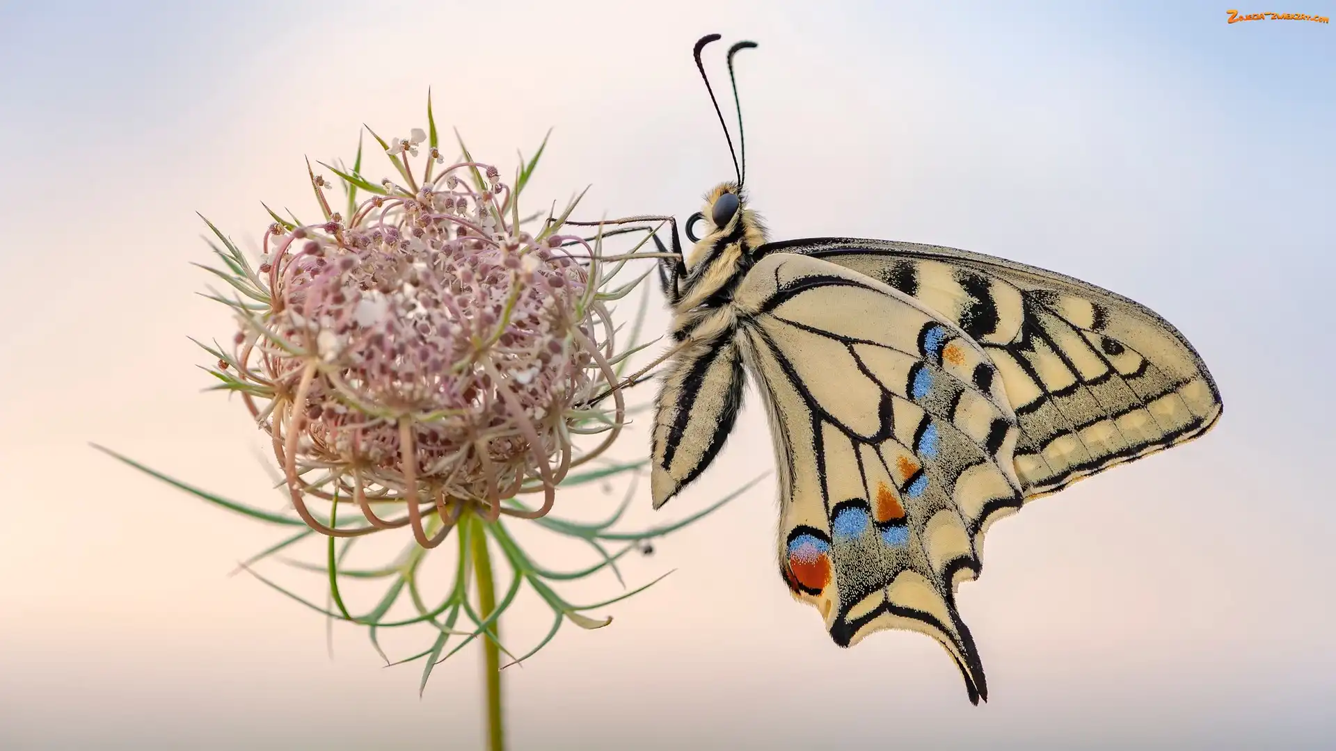 Makro, Dzika marchew, Paź królowej, Motyl, Roślina