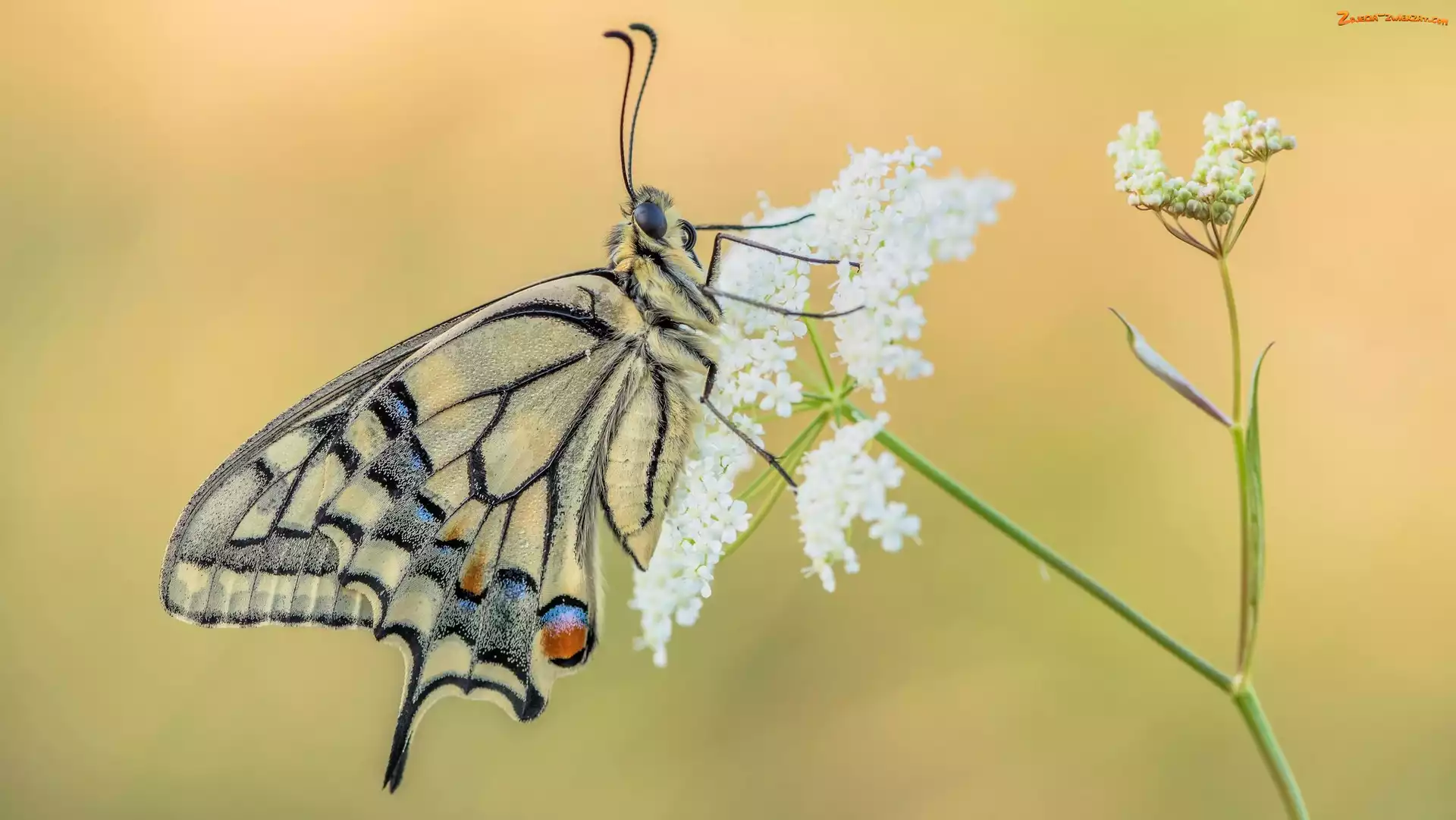 Dzika marchew, Motyl, Paź królowej