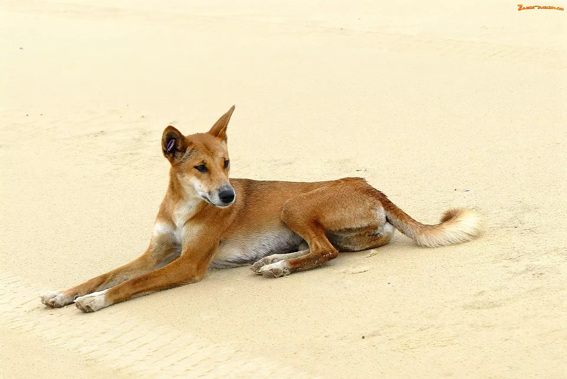 Dingo, Dziki, Pies