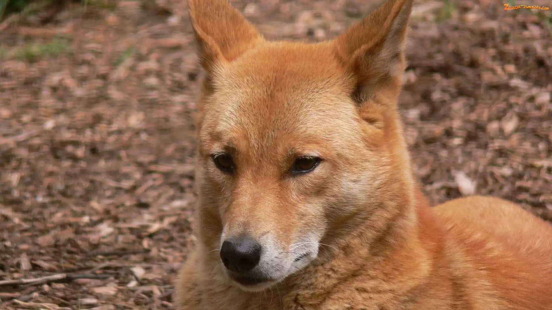 Dingo, Dziki, Pies