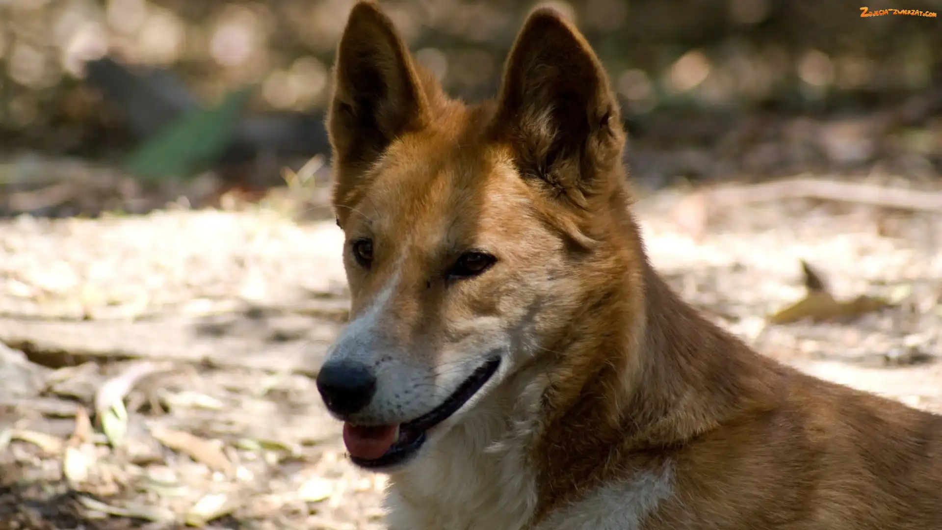 Dingo, Dziki, Pies