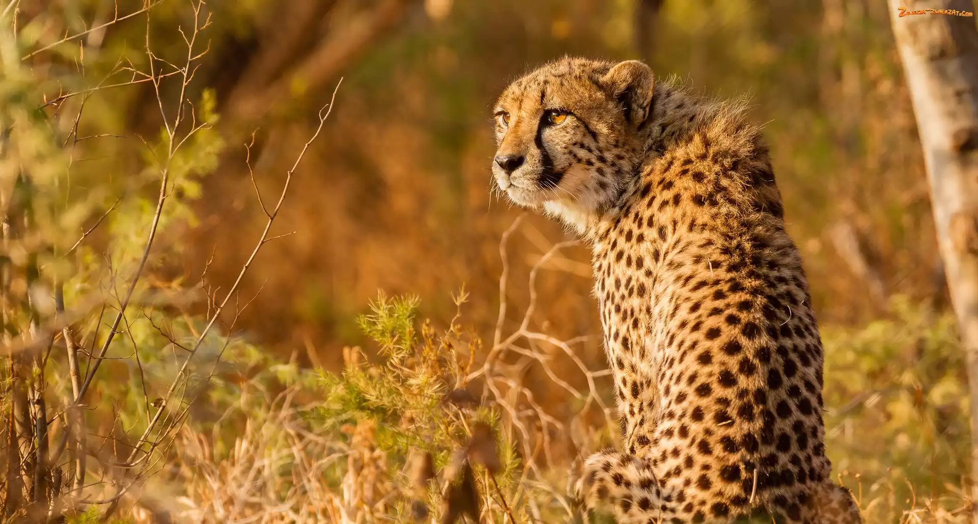 Gepard, Dziki, Kot
