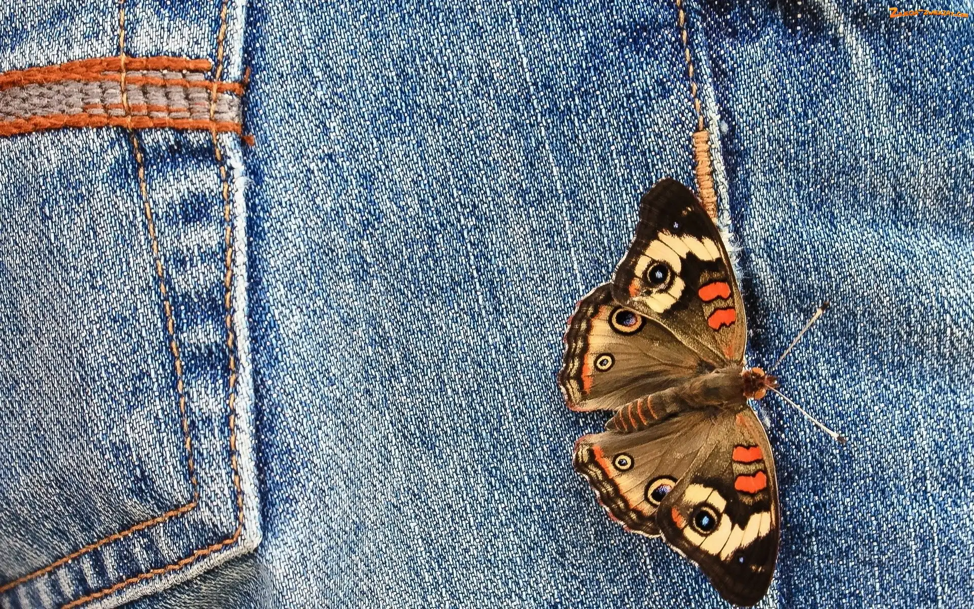 Dżinsy, Motyl, Spodnie, Kieszeń