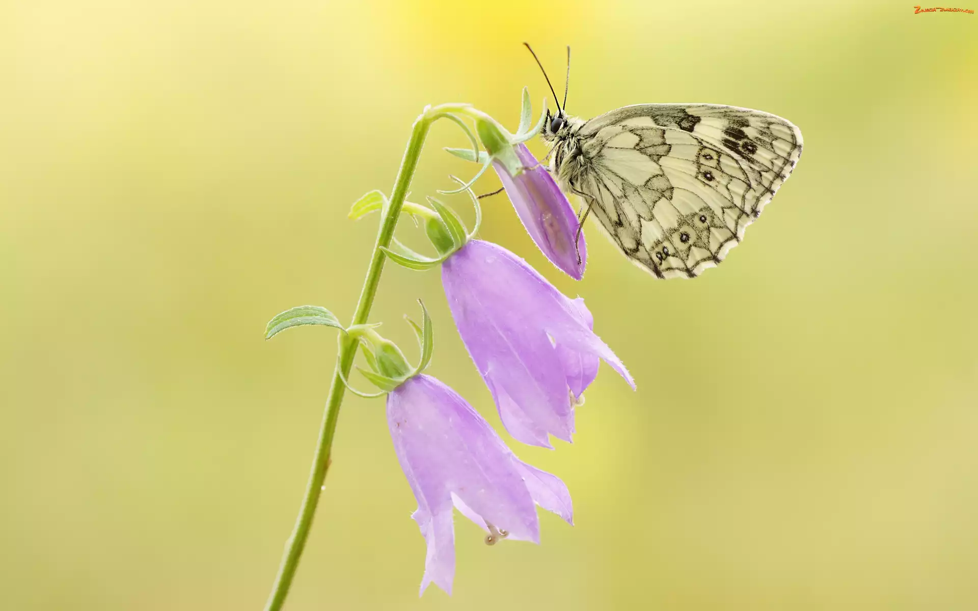 Dzwonki, Polowiec szachownica, Kwiat, Motyl