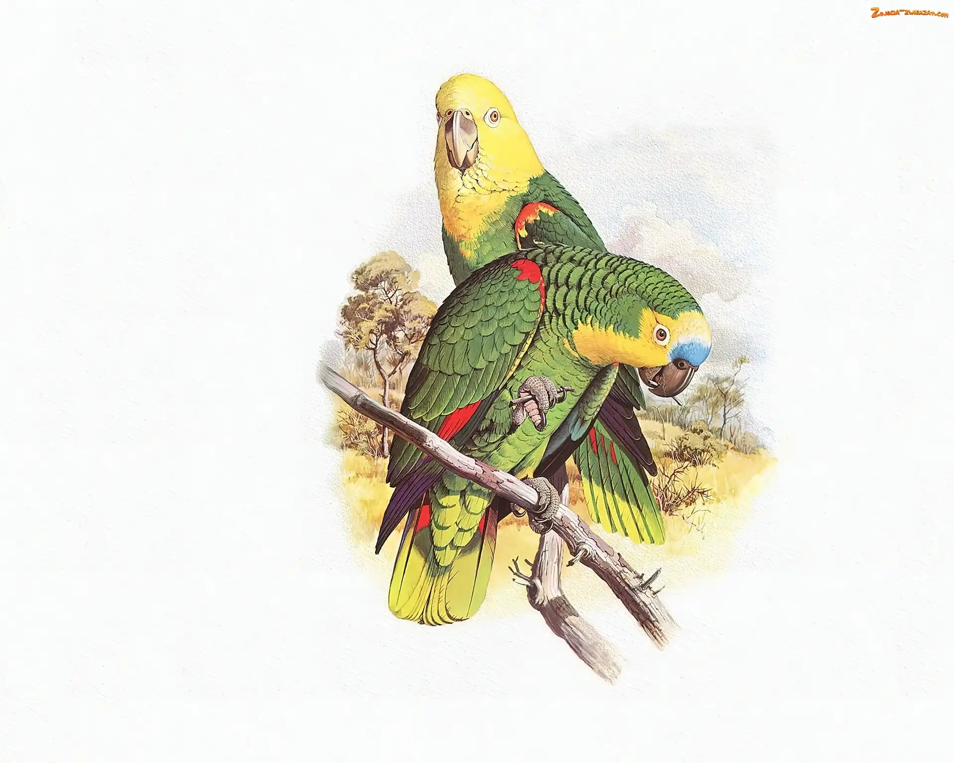 Edward Lear, Głowy, Papugi, Zielone, Żółte