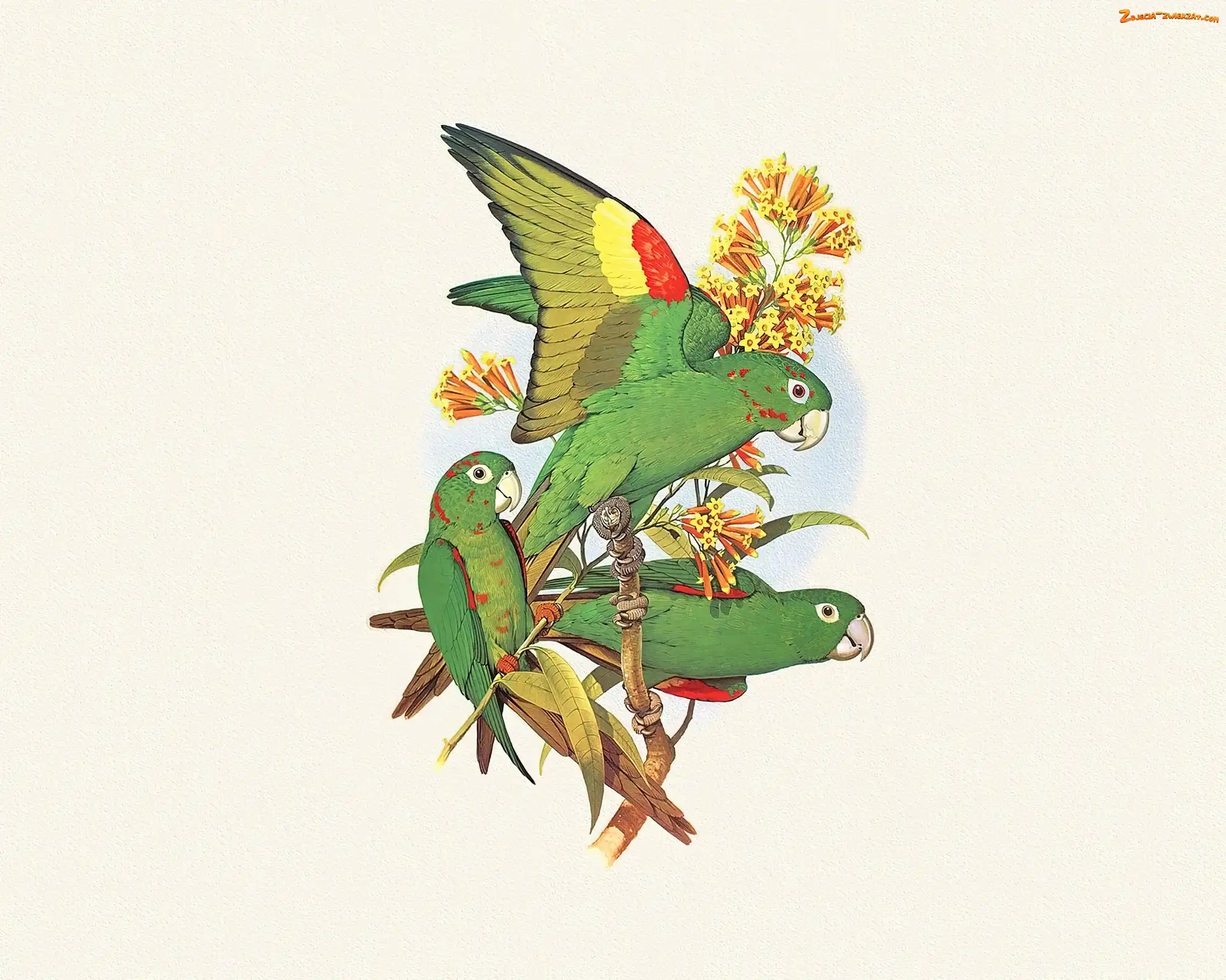 Edward Lear, Zielone, Papugi