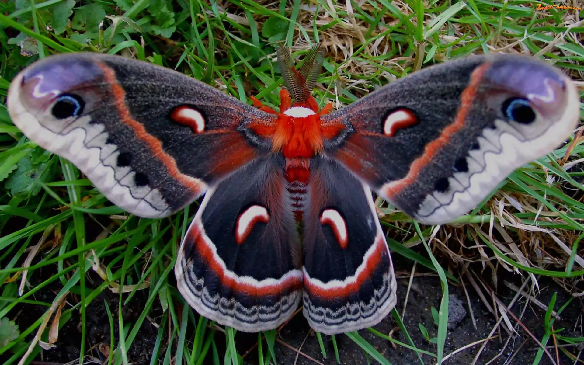 Trawa, Egzotyczny, Motyl