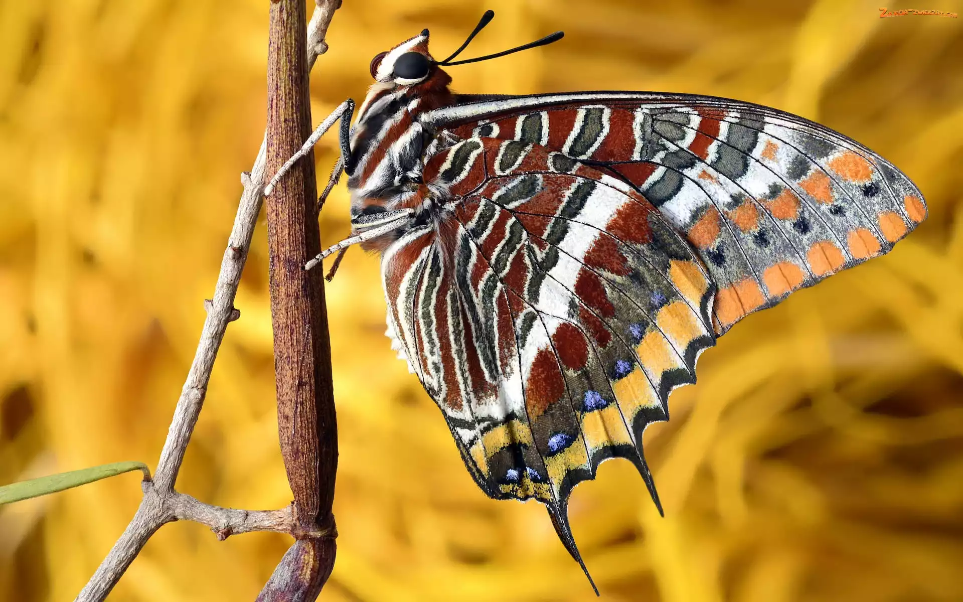 Patyk, Motyl, Foxy emperor