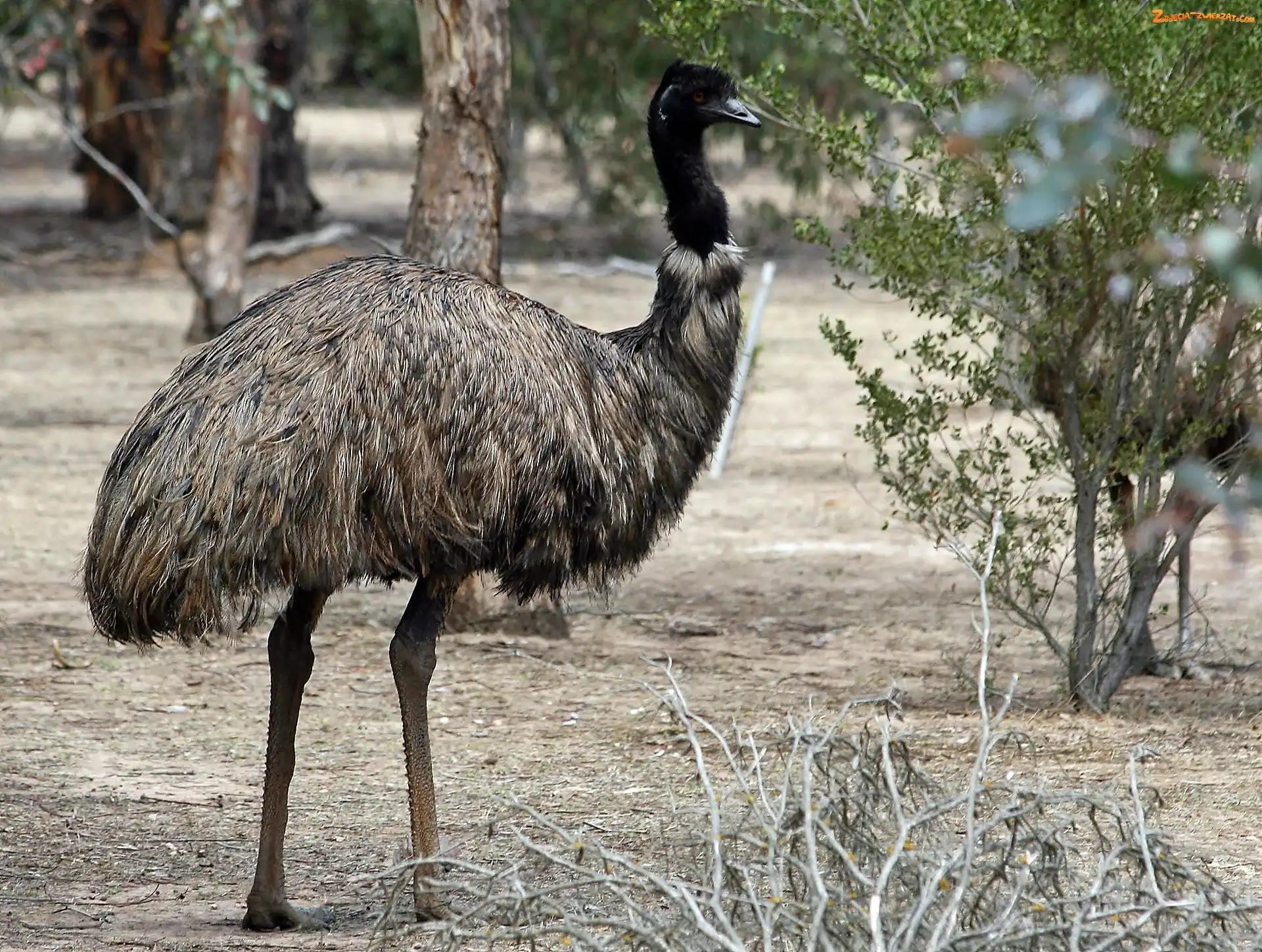 Emu, Rozmycie, Kazuar, Roślinność