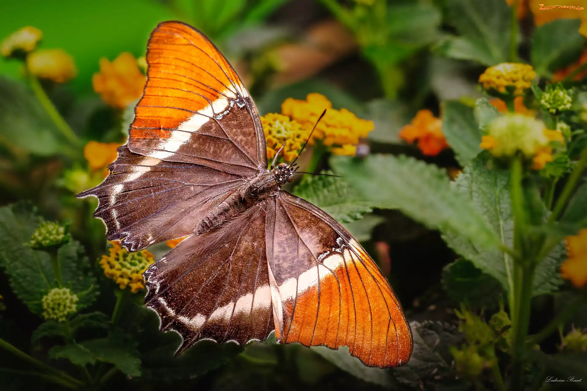 Pomarańczowy, Motyl, Siproeta epaphus