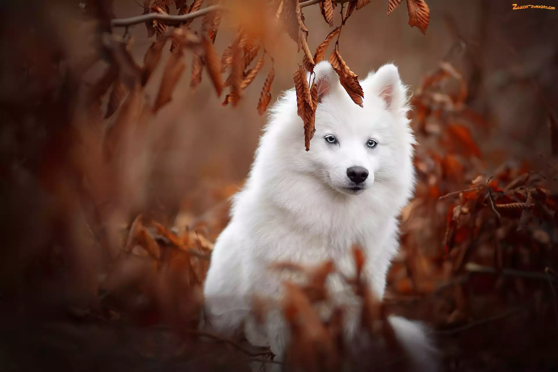 Rozmyte tło, Oczy, Pies, American eskimo dog, Liście, Niebieskie, Amerykański pies eskimoski
